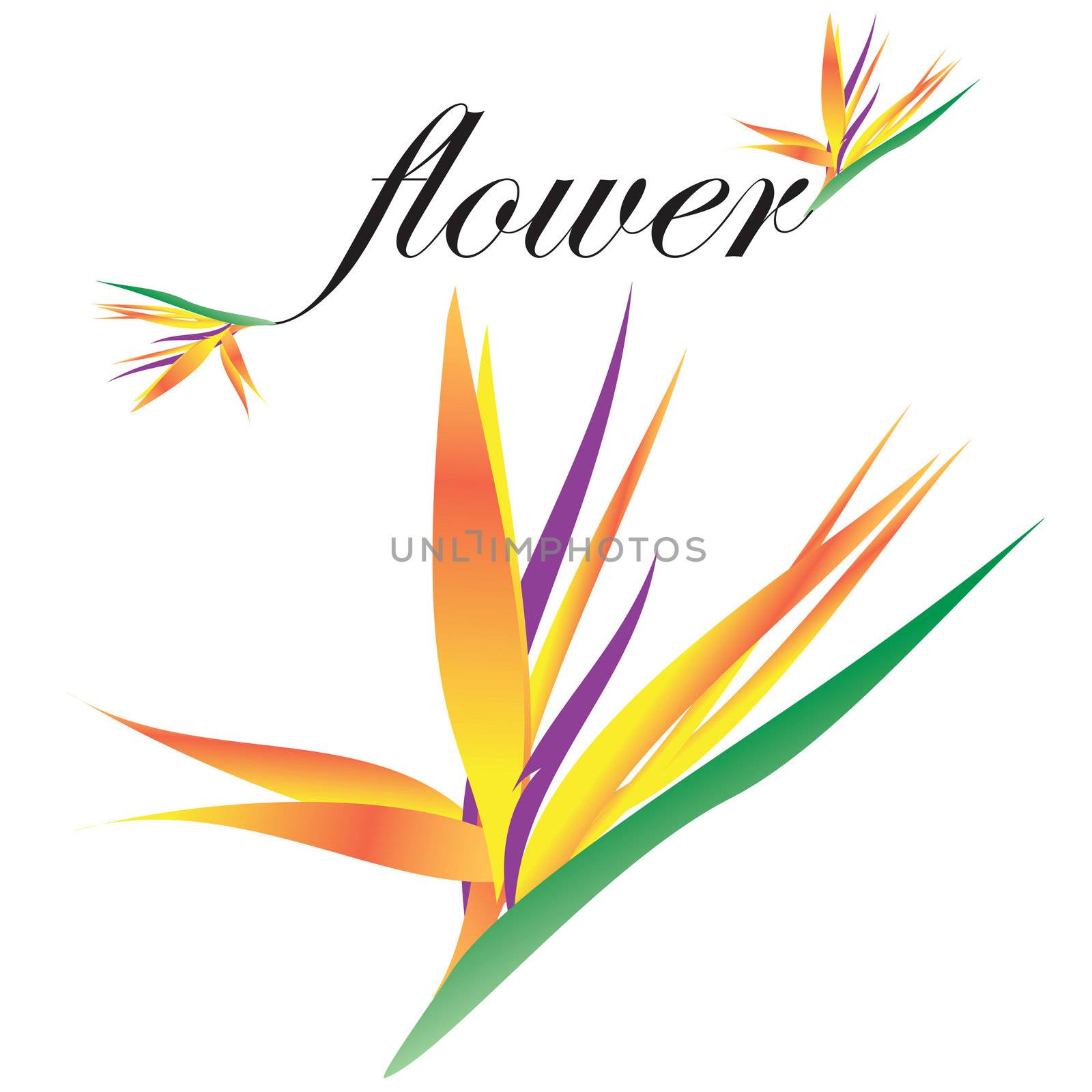 Rasterized_vector_bird_of_paradise_flower by graficallyminded