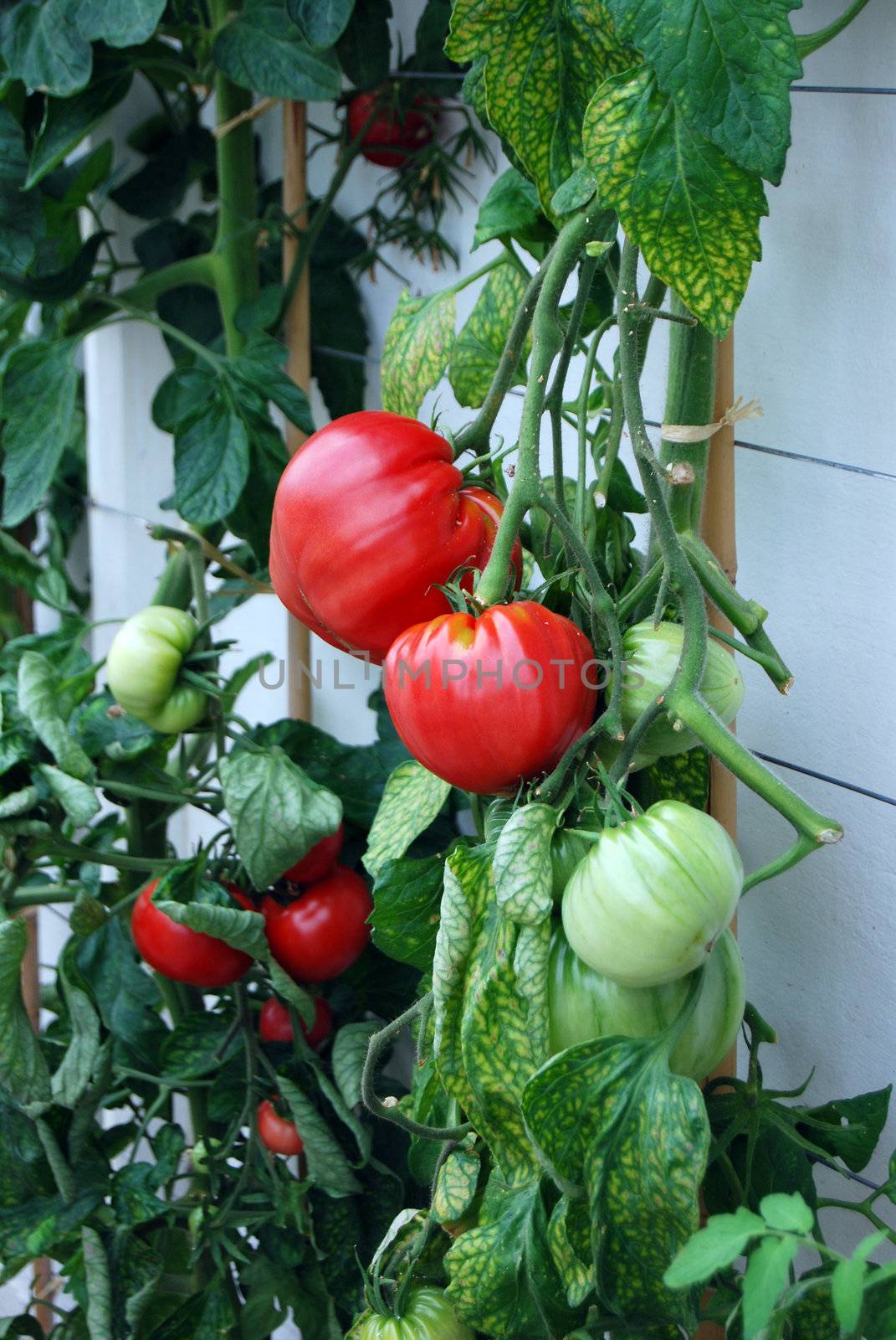 Tomato plant growing under glass with some of the fruit bright red
