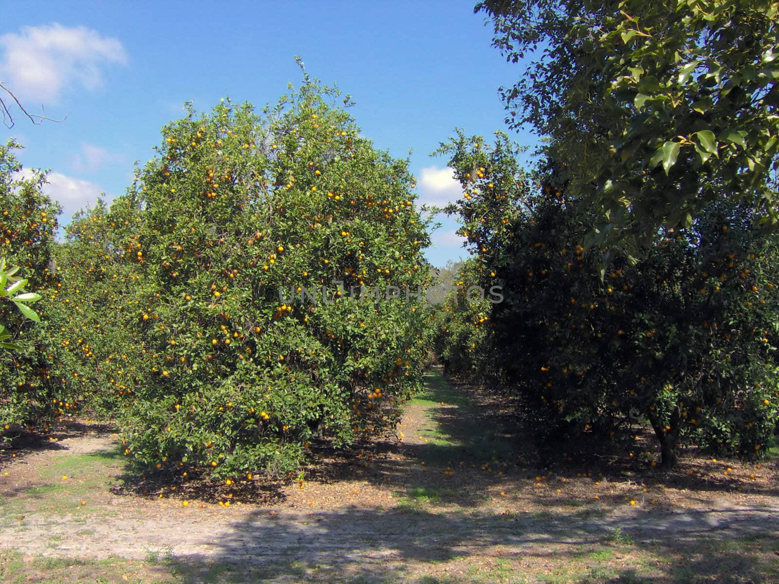I shot this in Kissimmee / Orlando Florida, behind a flea market parking lot.  There was a huge, beautiful field of oranges.