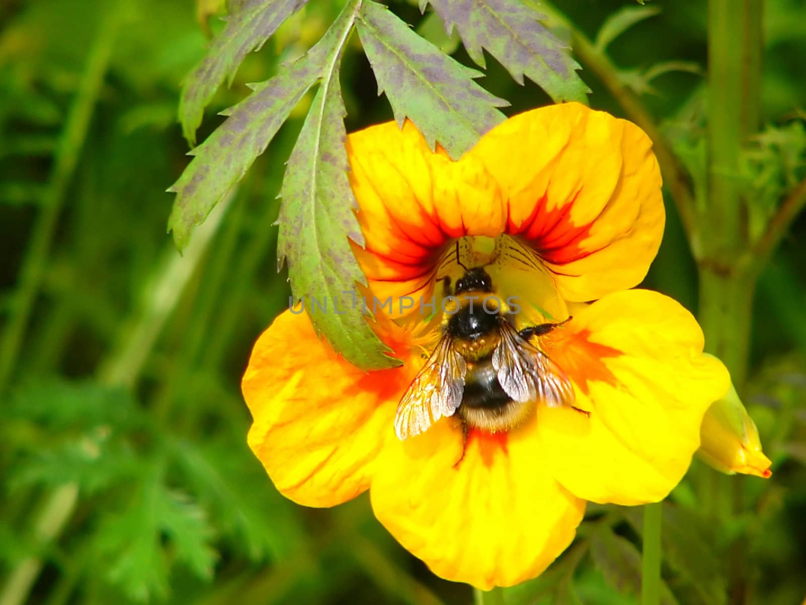 Bumblebee on a yellow flower