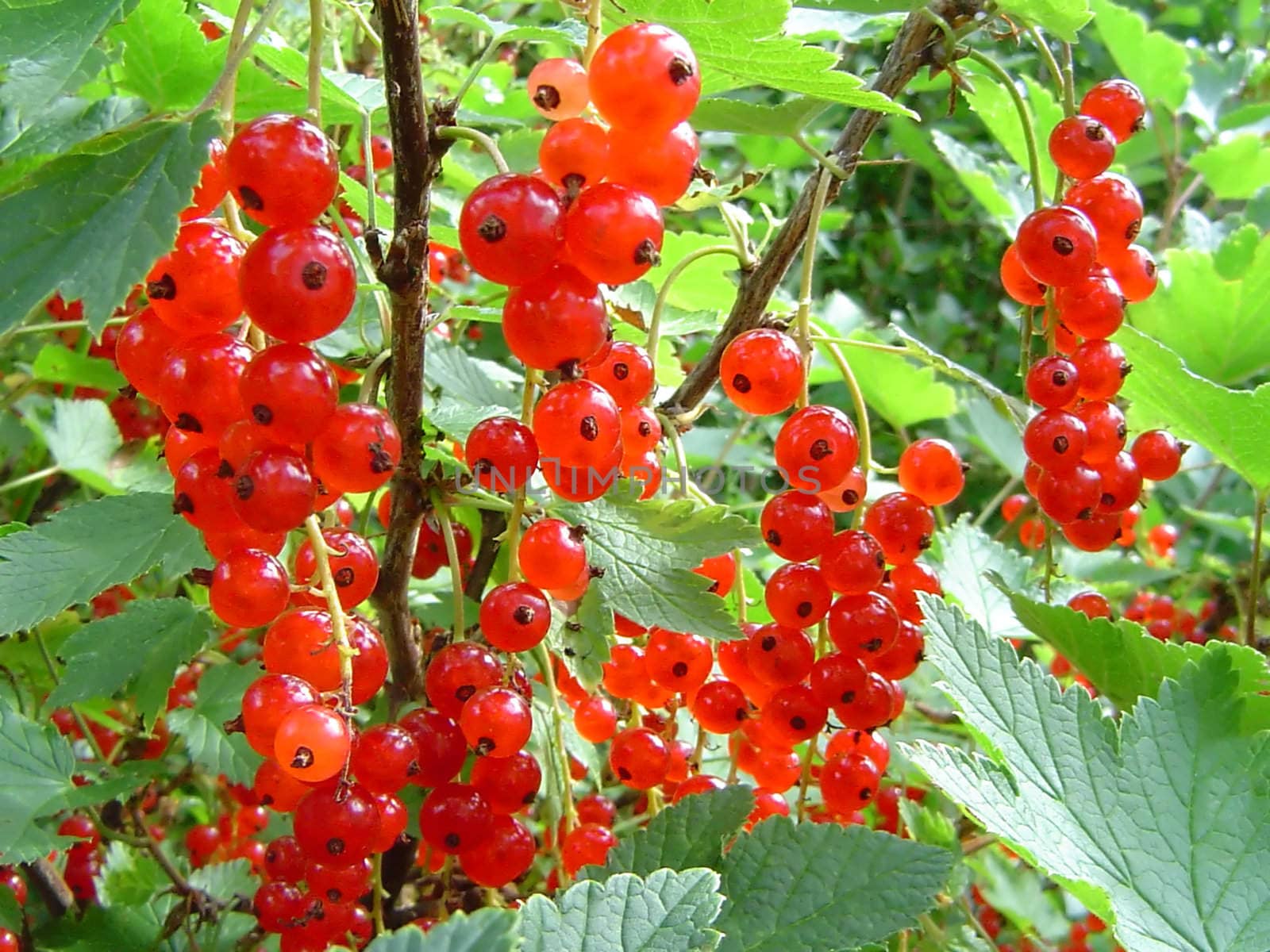Juicy red currant in a garden                               