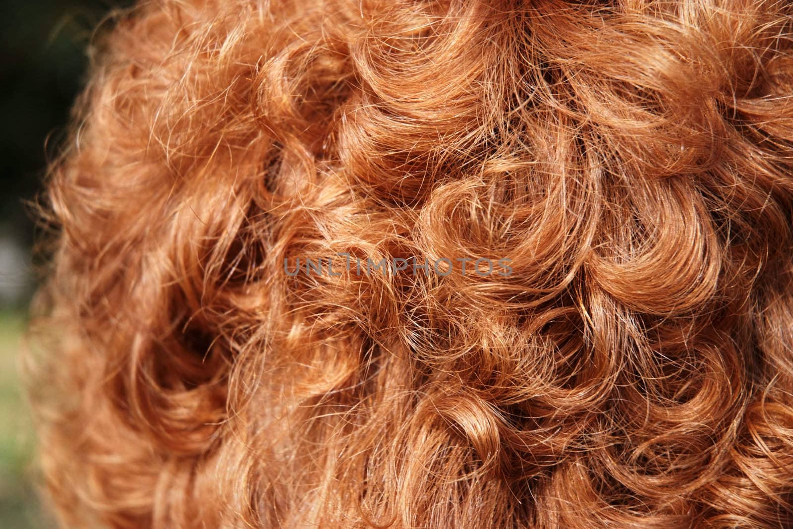 Curley red hair of a woman