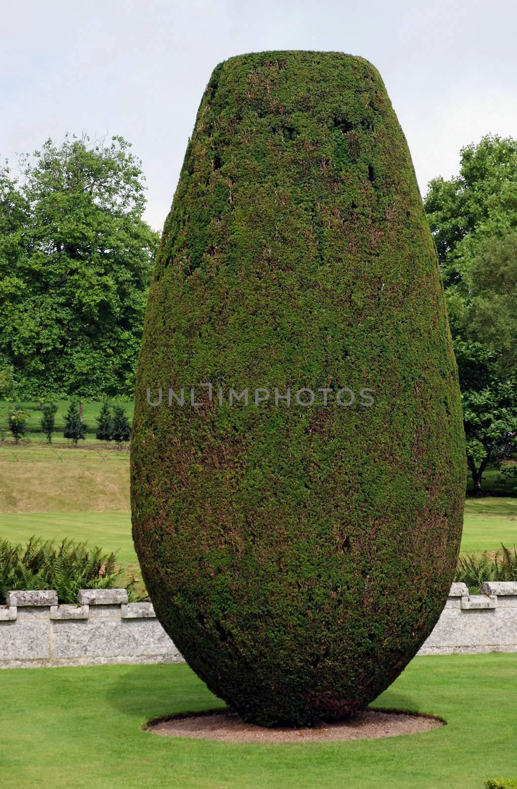 Topiary on a evergreen tree