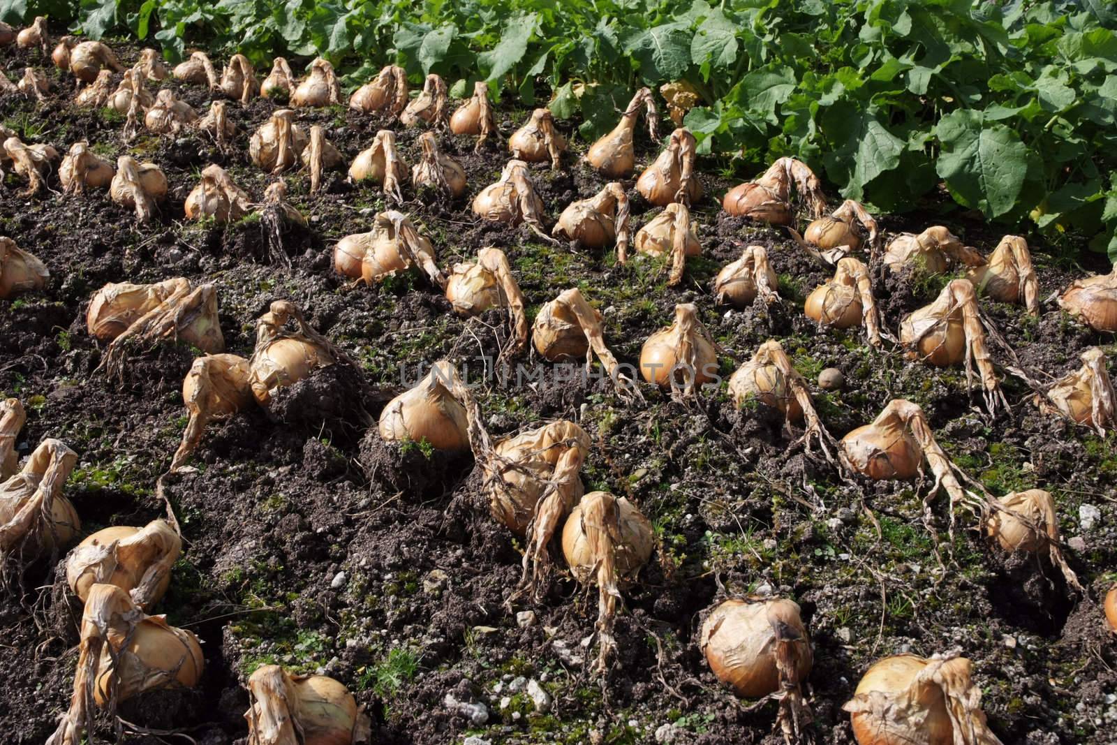 A group of onions ready for harvest
