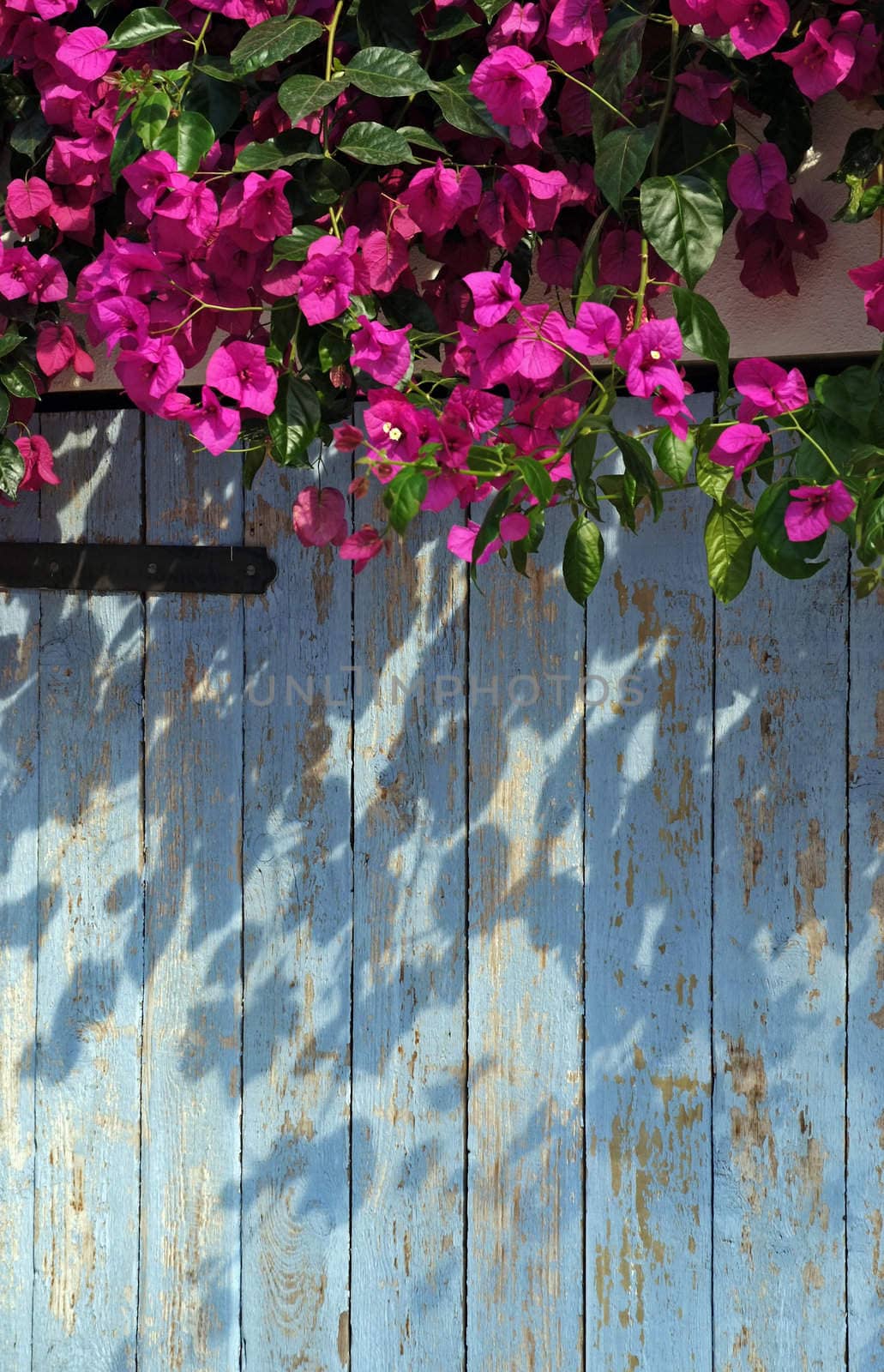 Bougainvillea growing over a blue gate in Greece, Europe