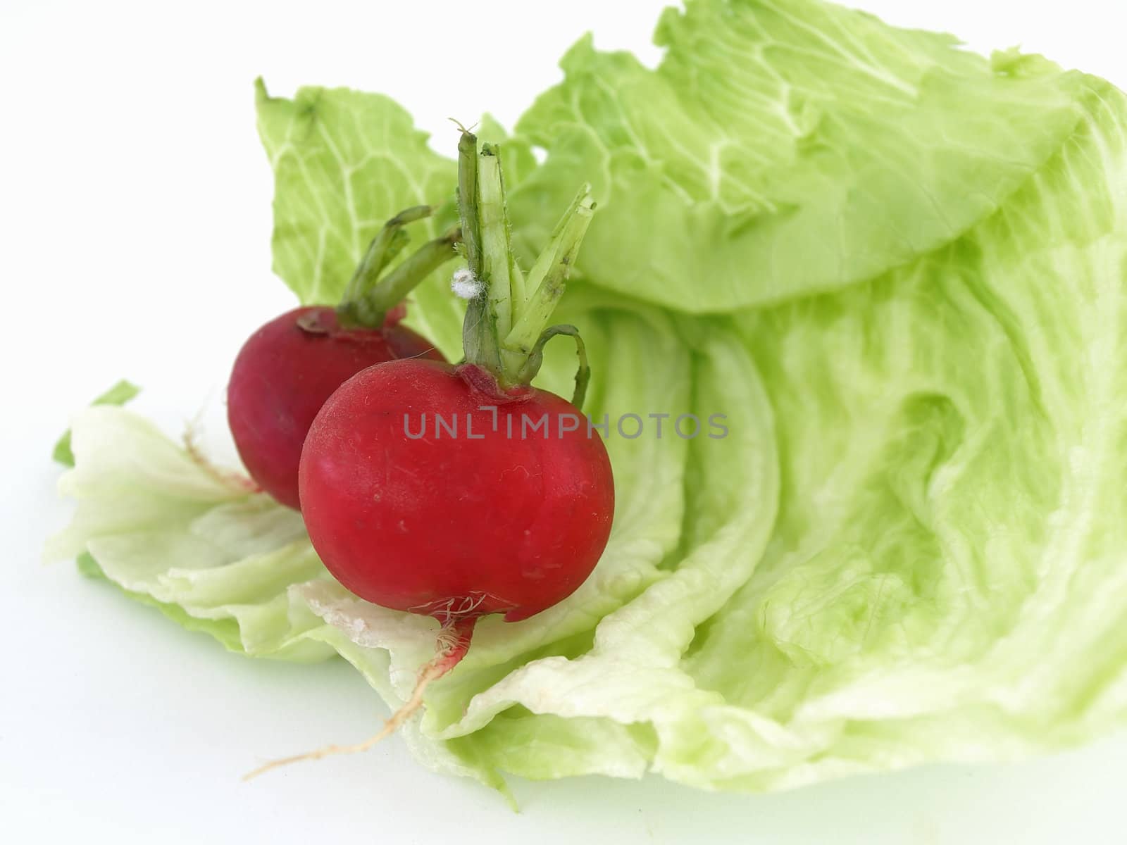 Two radishes and some lettuce studio isolated on a white background.