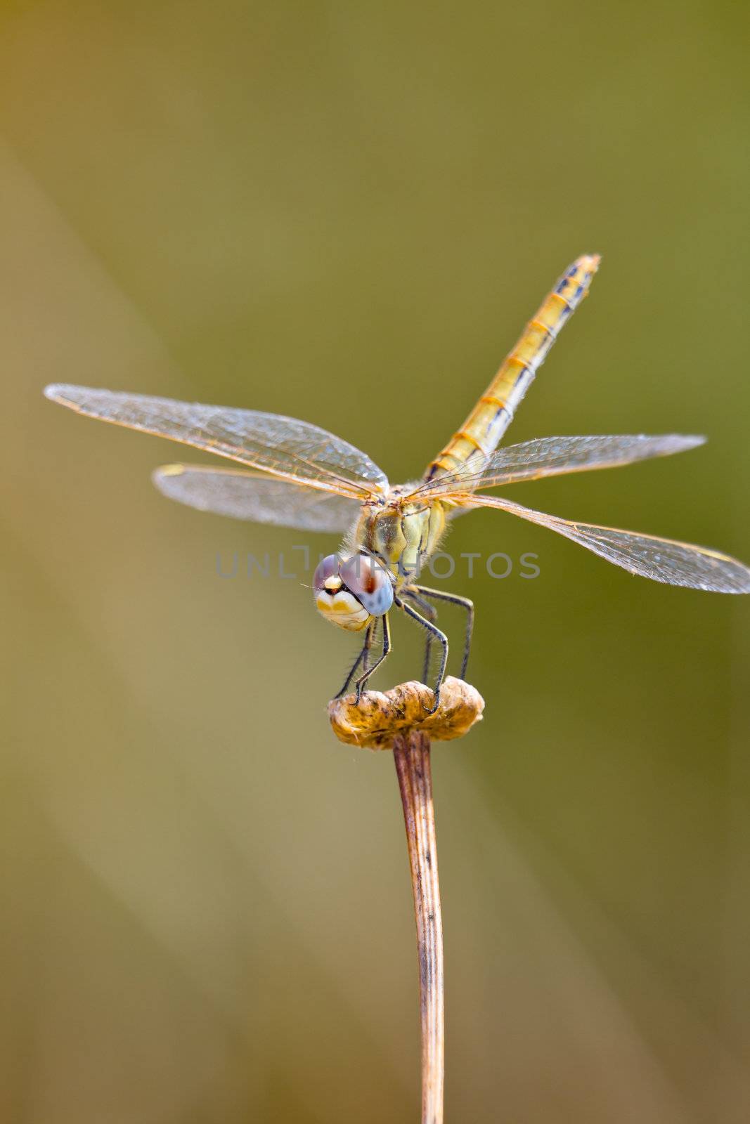 Dragonfly ( sympetrum sp ) by viledevil