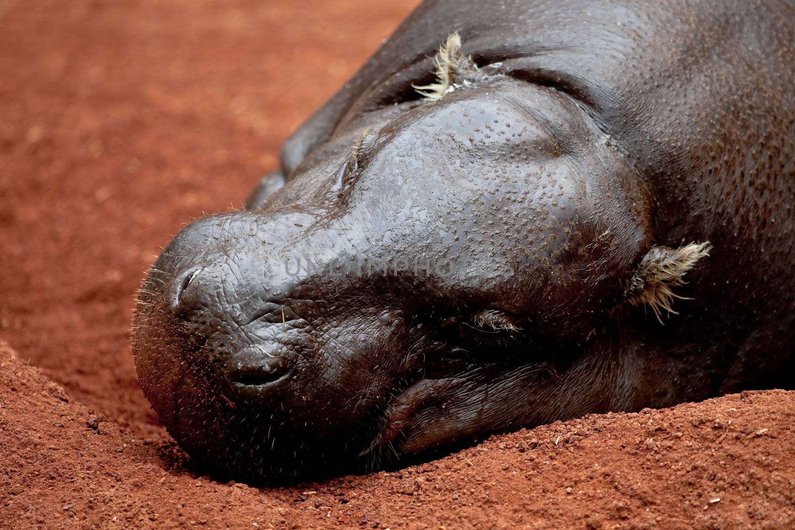 Sympathetic specimen of Hippopotamus pigmy, Hexaprotodon liberiensis