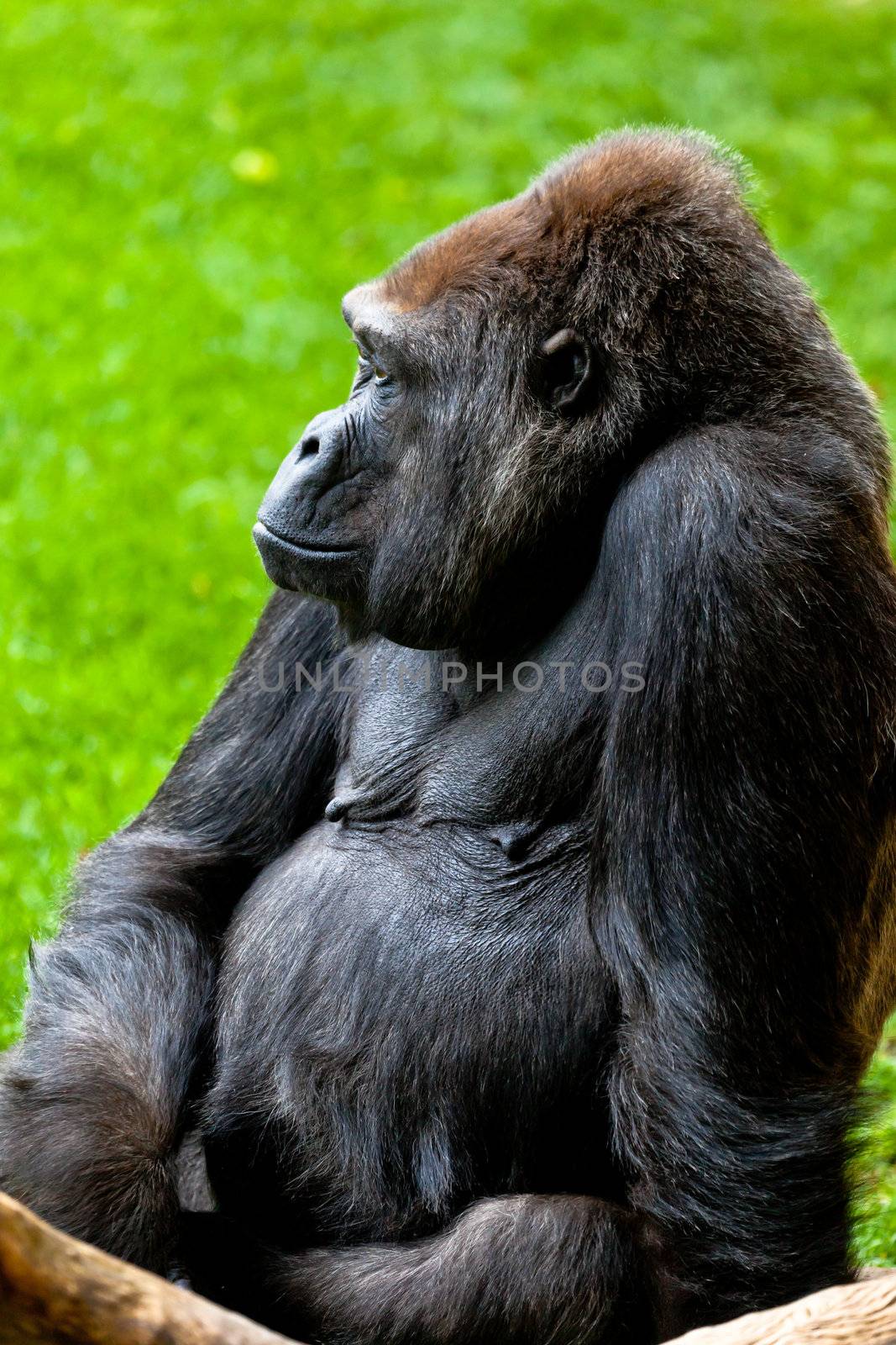 Beautiful specimen of gorilla seated placidly
