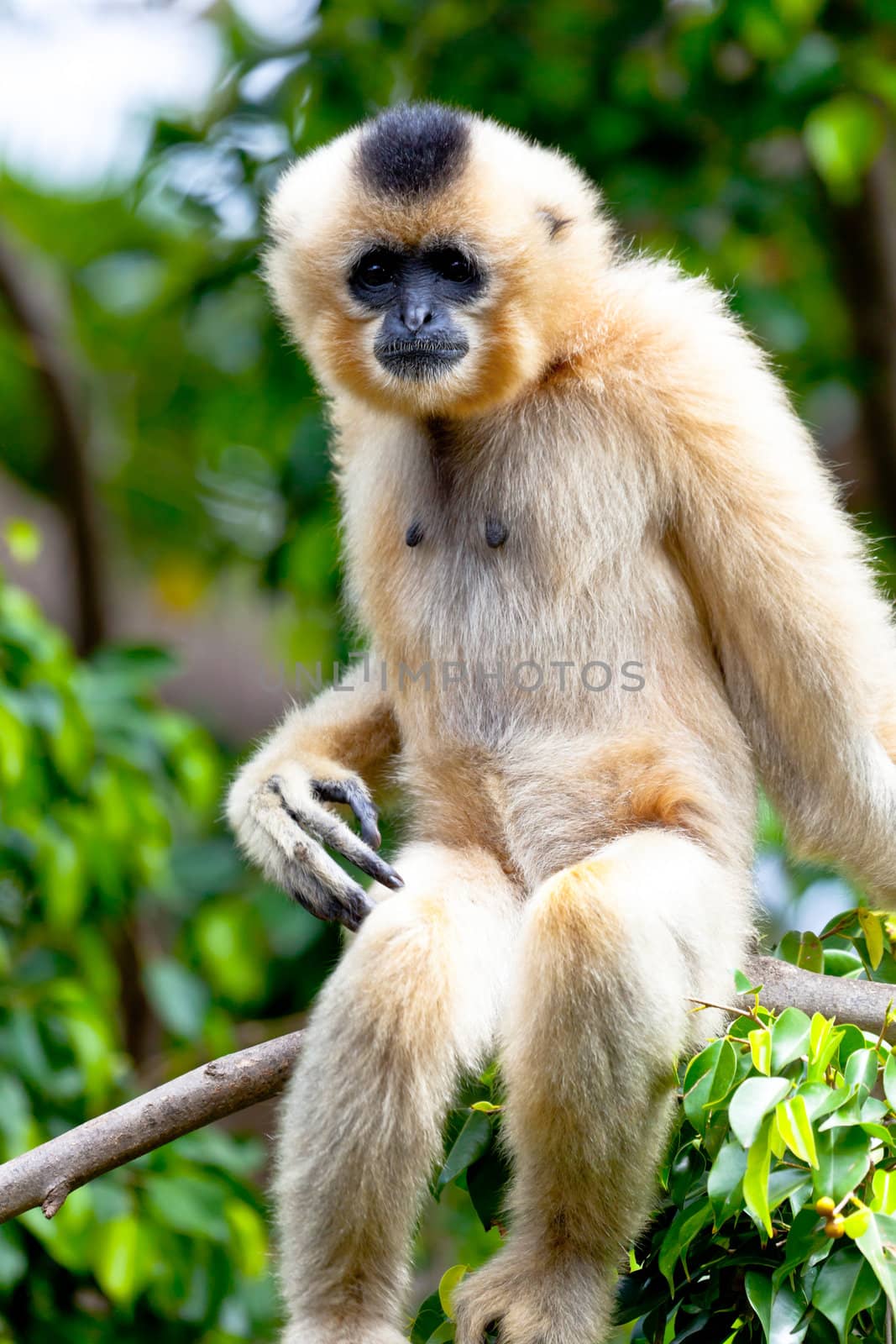 Precious specimen of Gibbon of golden cheeks