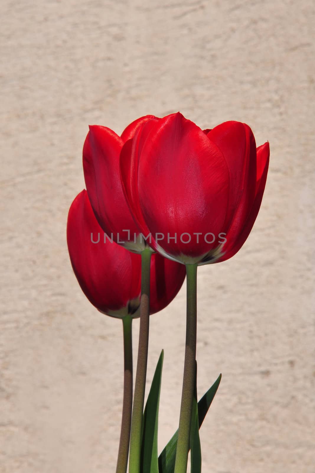 Red tulips by rbiedermann