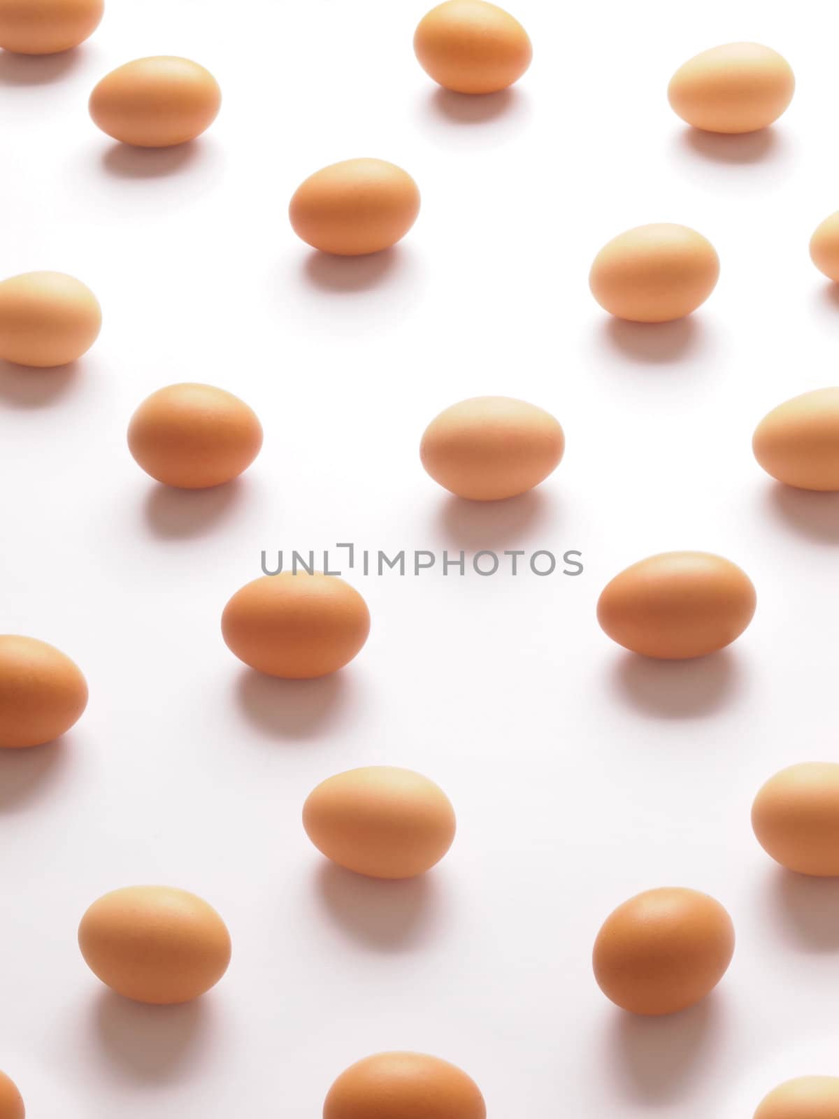 chicken eggs on white background