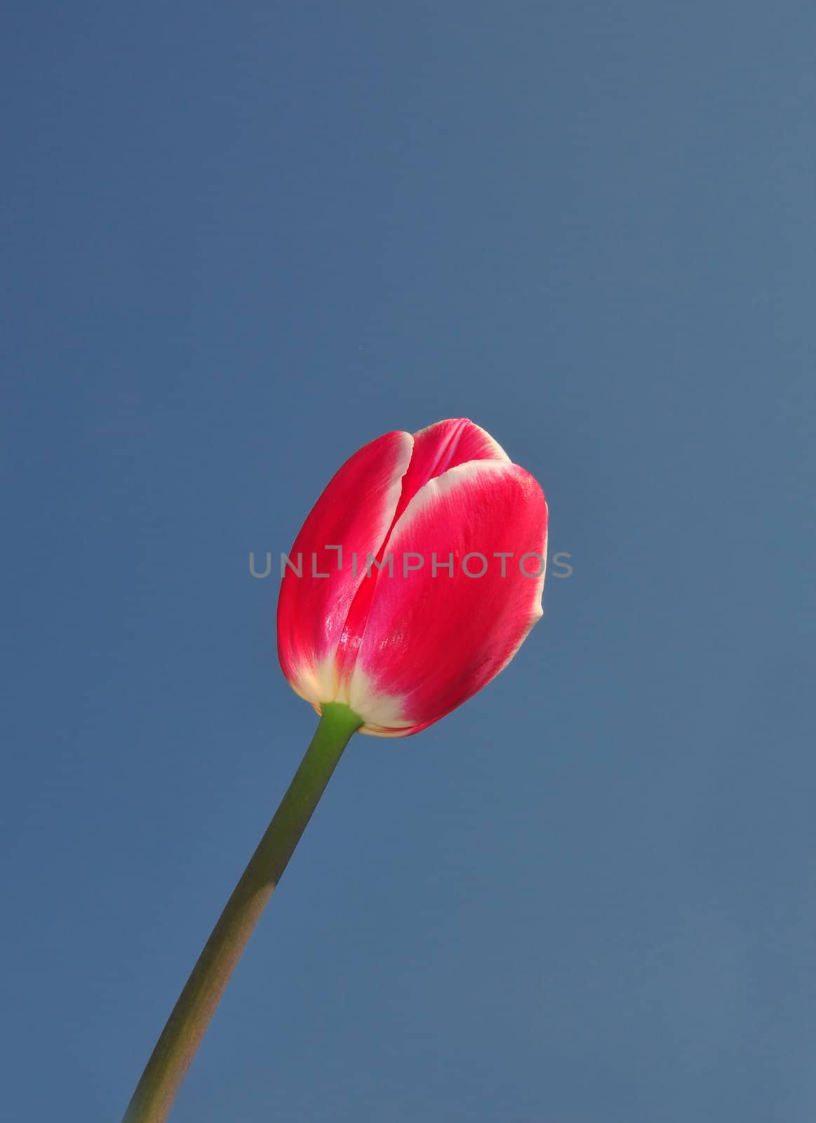 Red tulip by rbiedermann