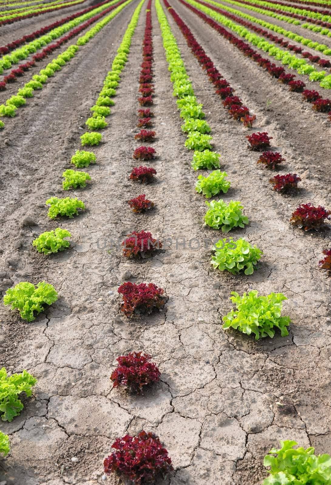 Lettuce field by rbiedermann