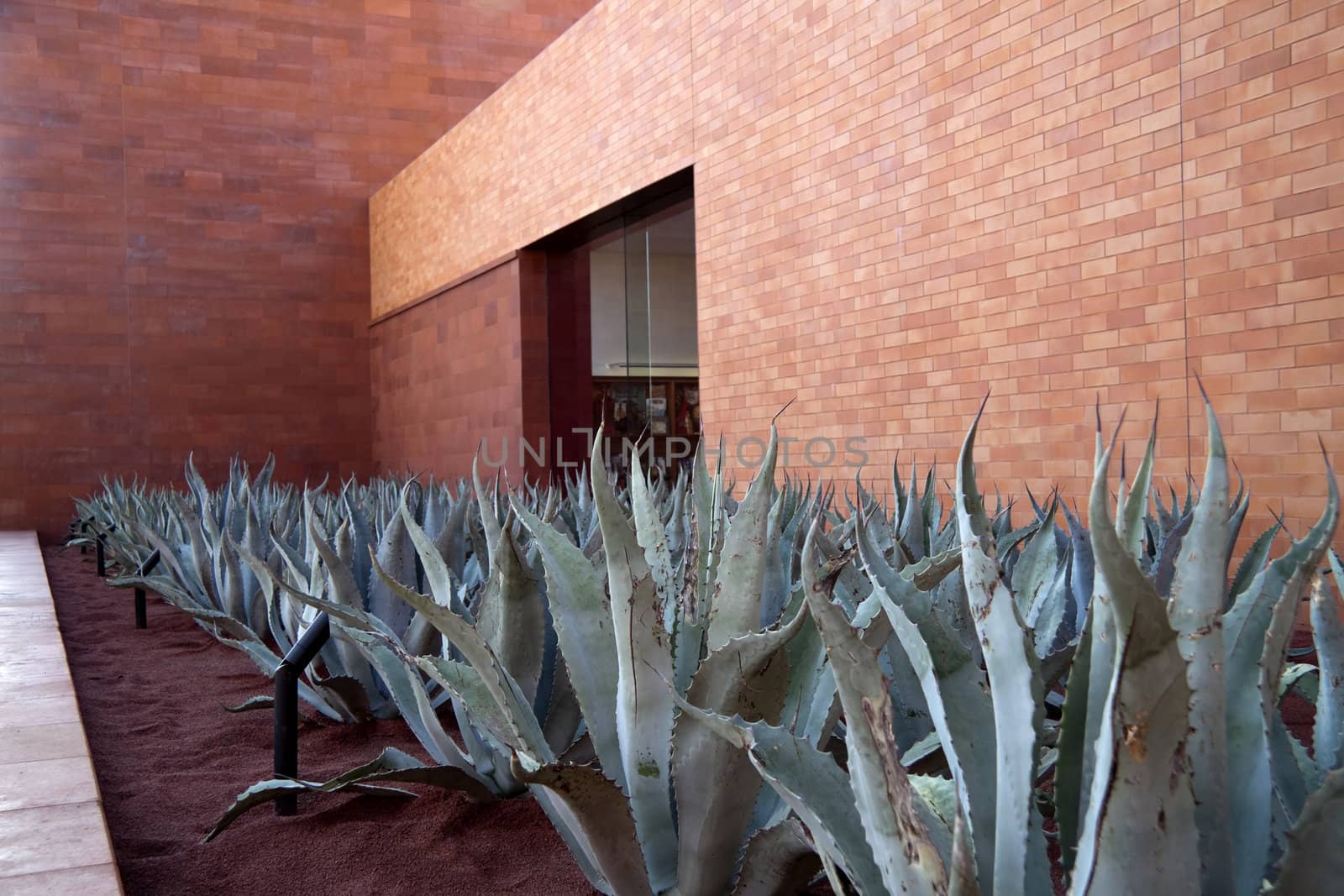A row of aloe vera plants with a brick building in the background