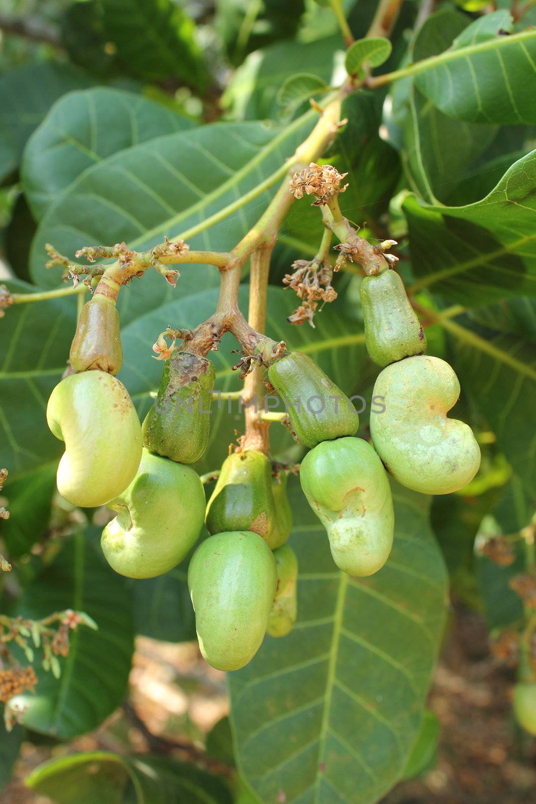 Cashew nuts growing on tree at Thailand