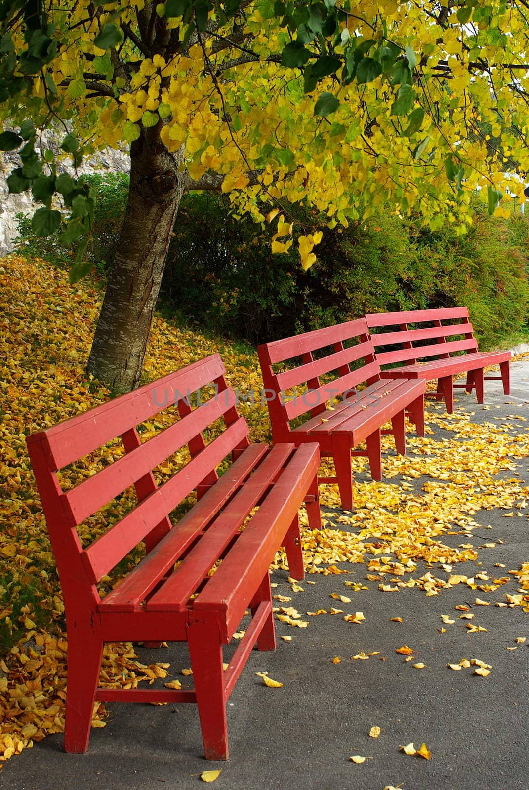 Red bench with tree and yellow leaves