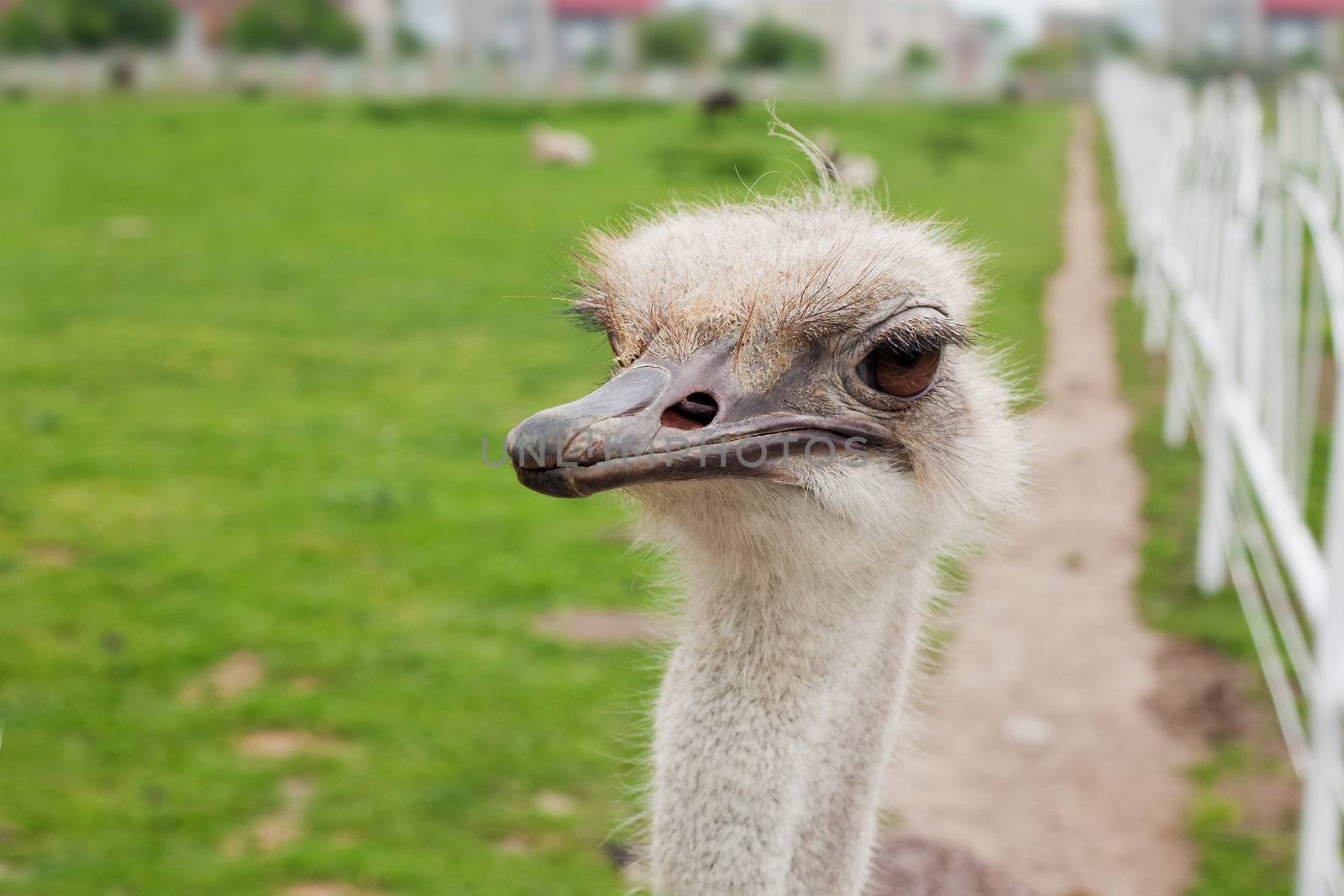 Ostrich farm by igor_stramyk