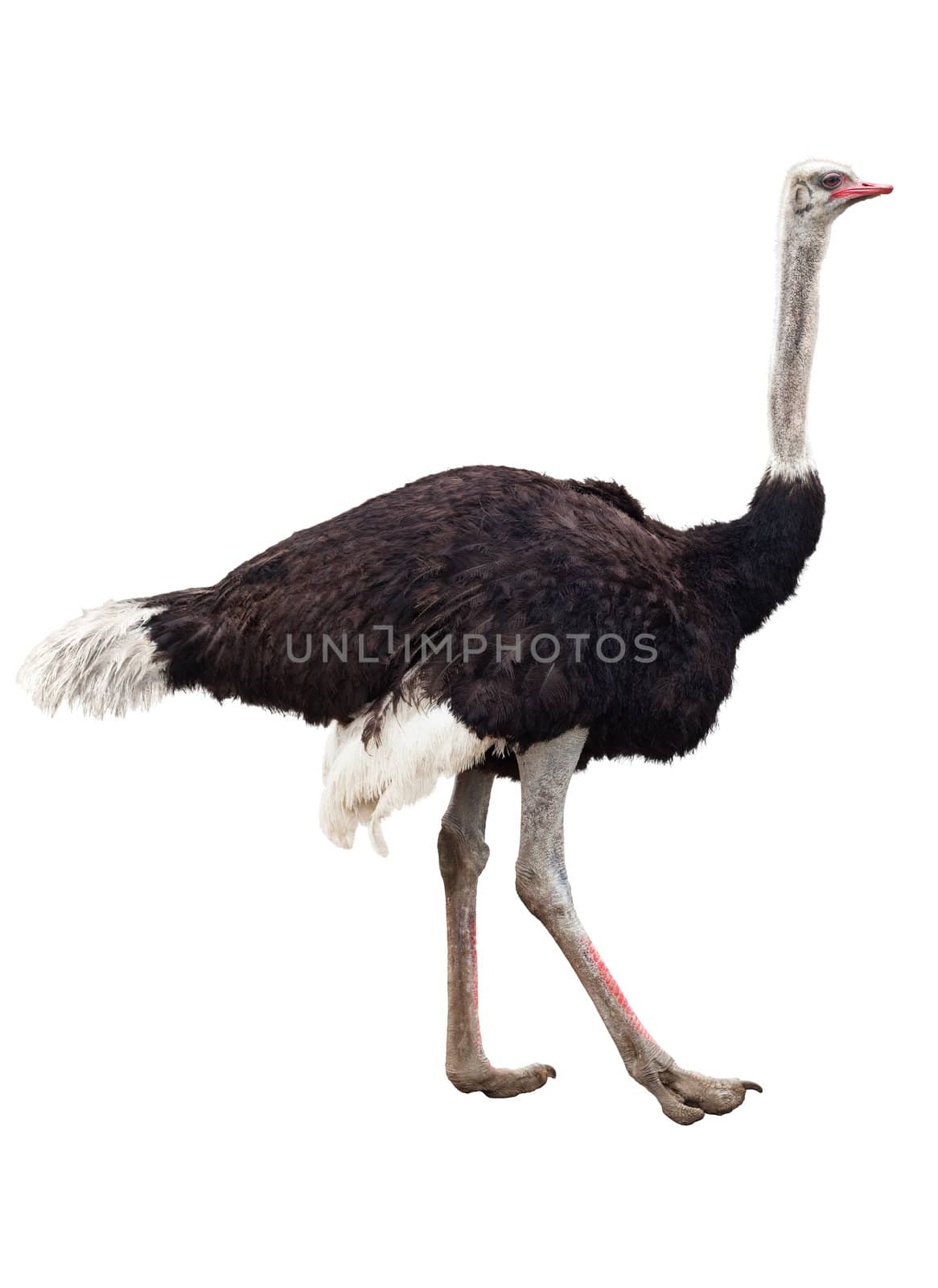 Image of the ostrich isolated on white