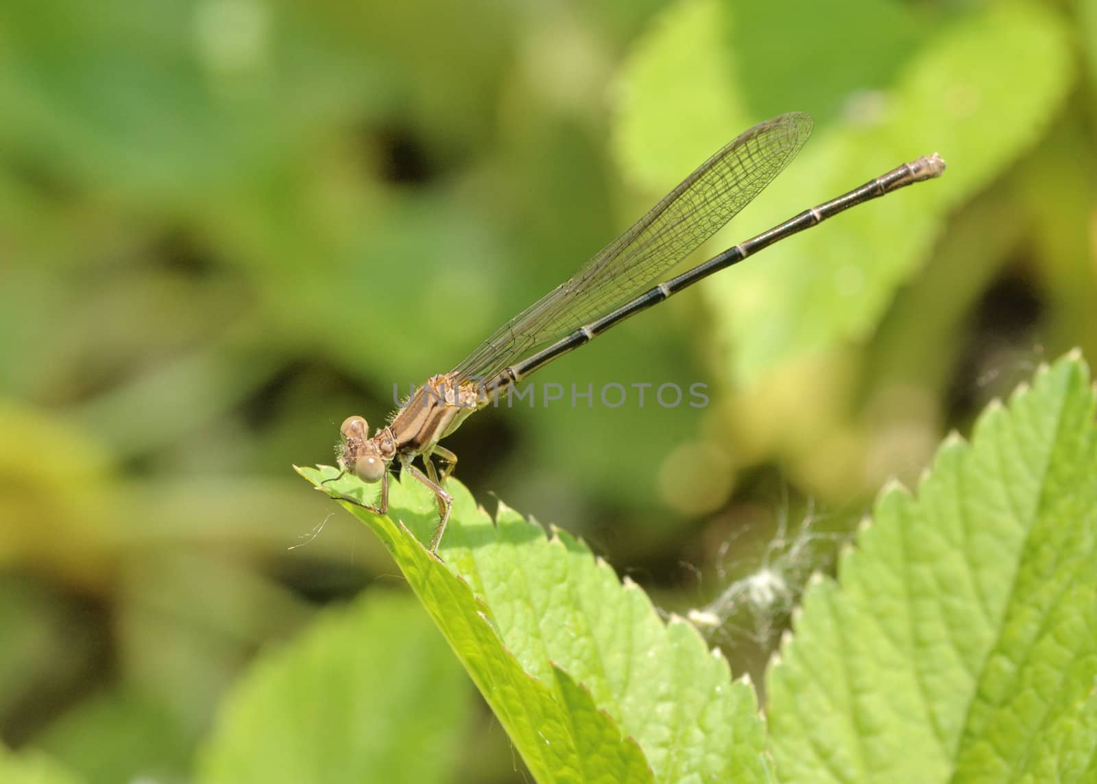 A damsel fly perched on a plant.