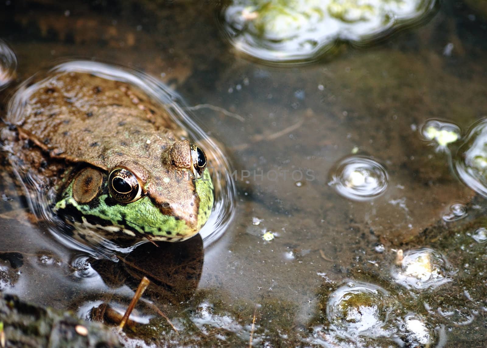 Close up of a  bullfrog well in a swamp.