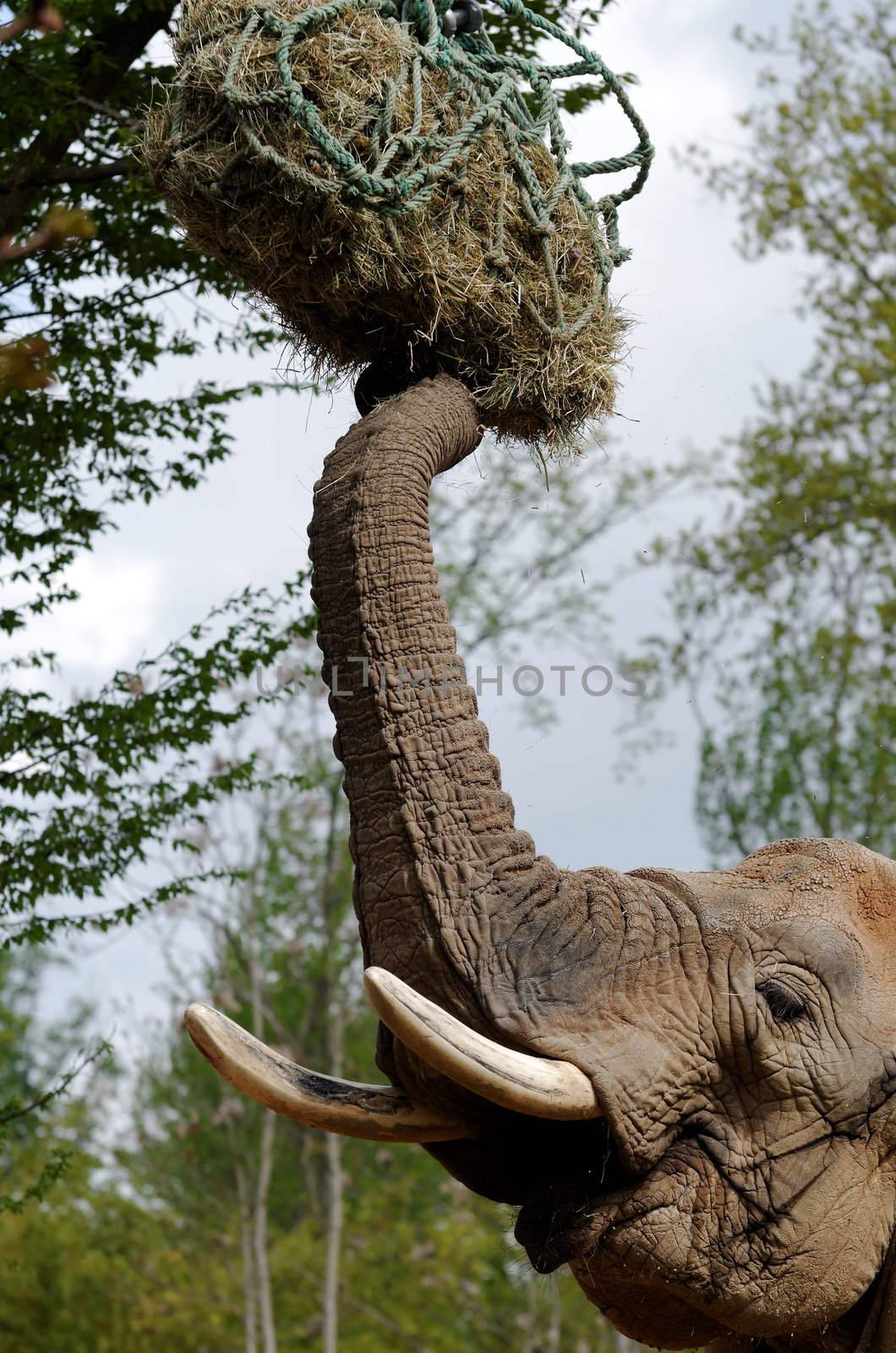 african elephant by gufoto