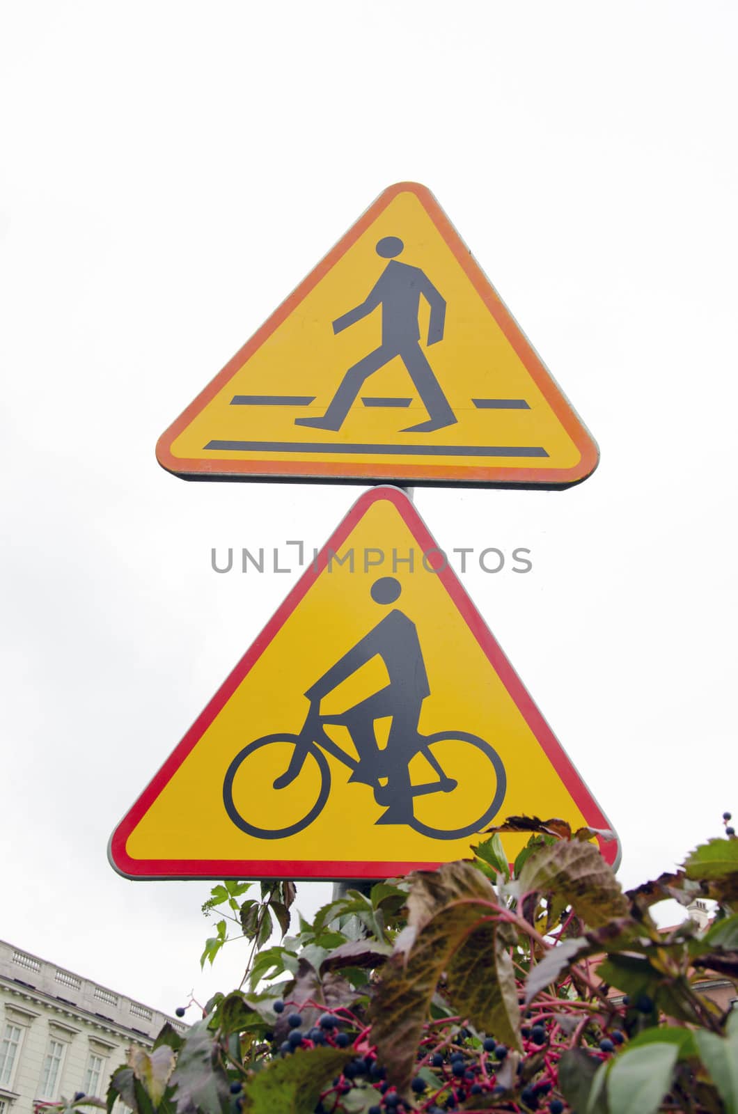 Road signs, pedestrian walkway and bicycle path. Creeper vine.