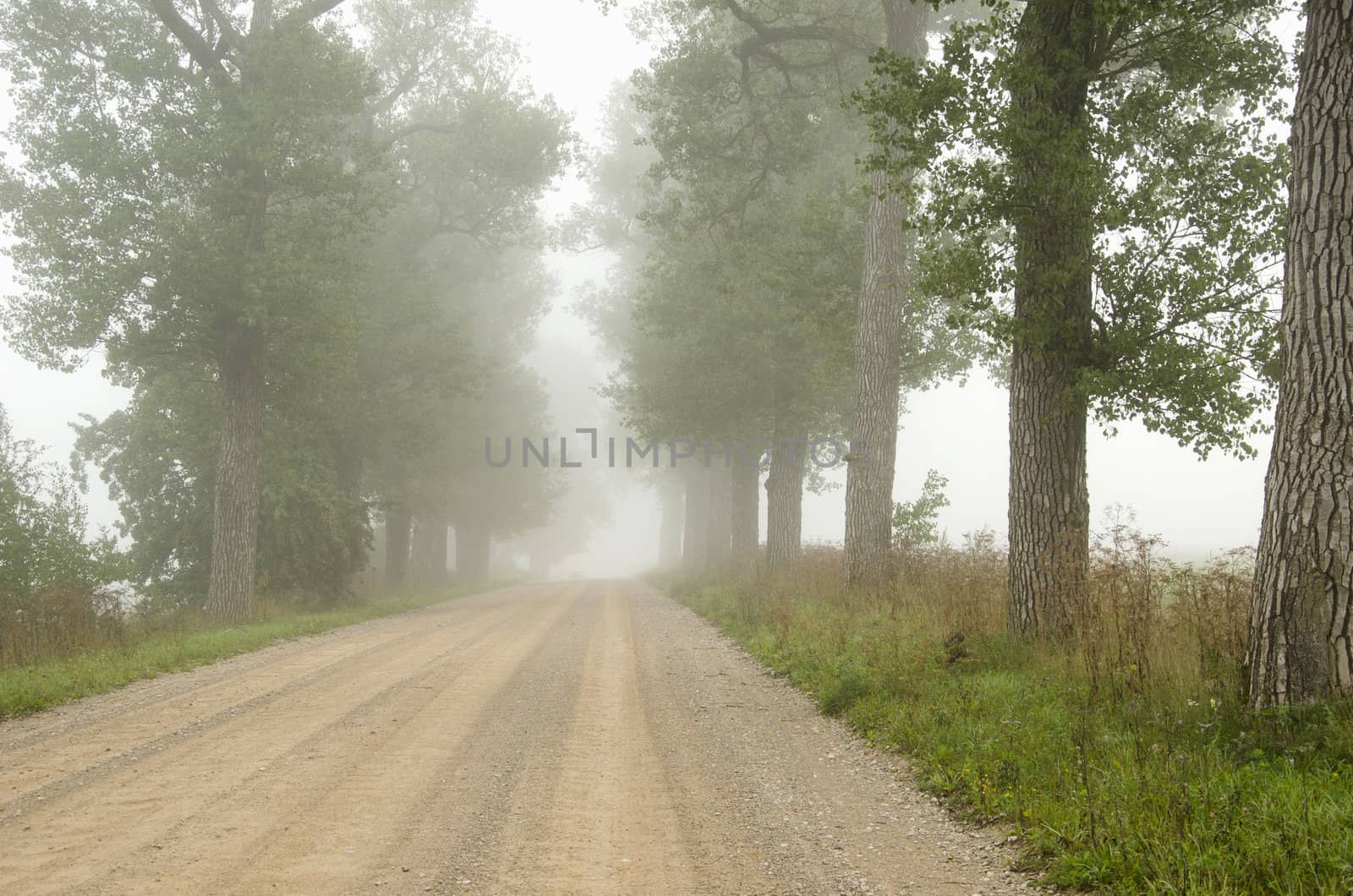 Leveled gravel road surrounded by old trees alley and drowned in fog.