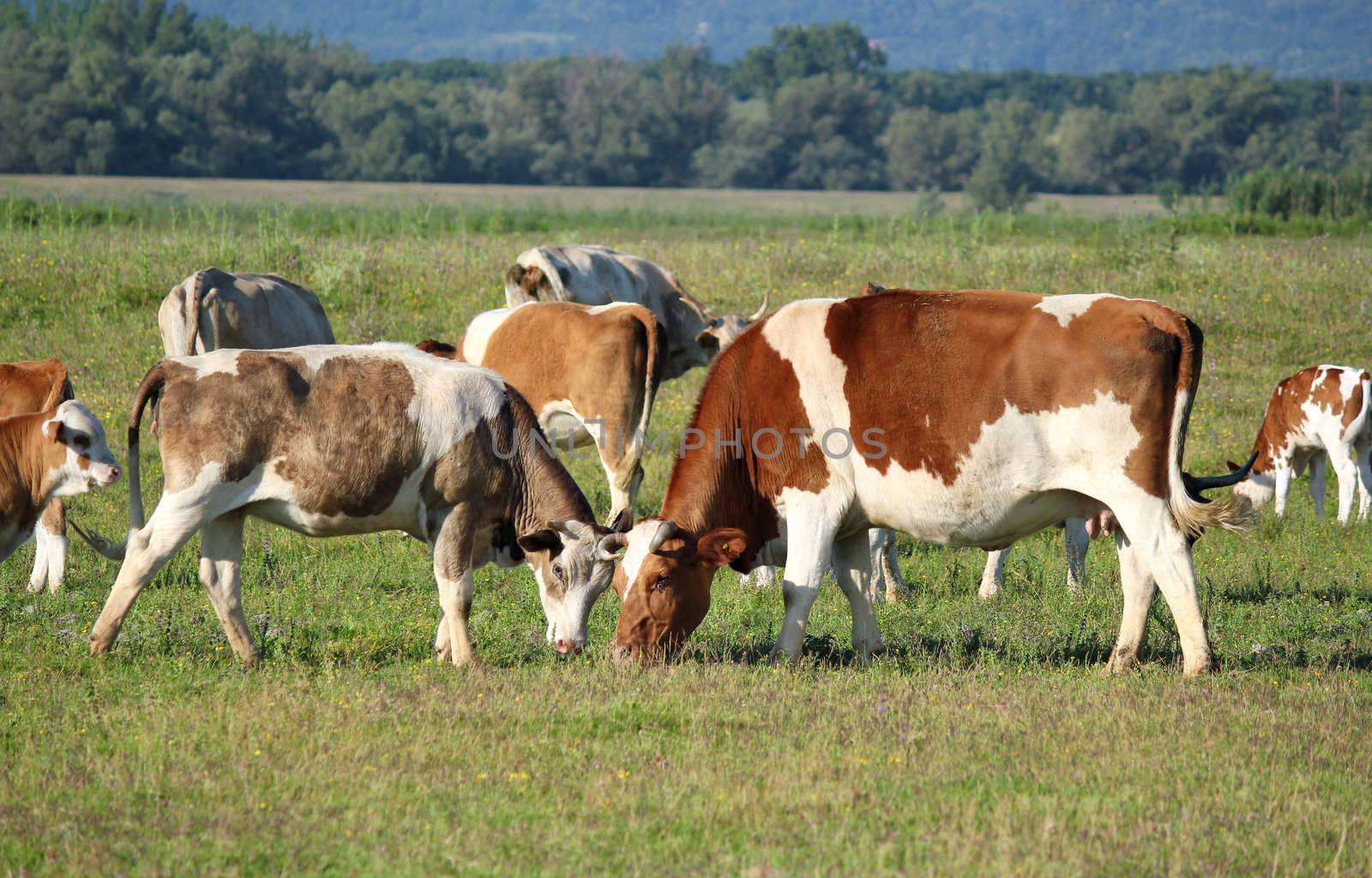 cows in pasture by goce
