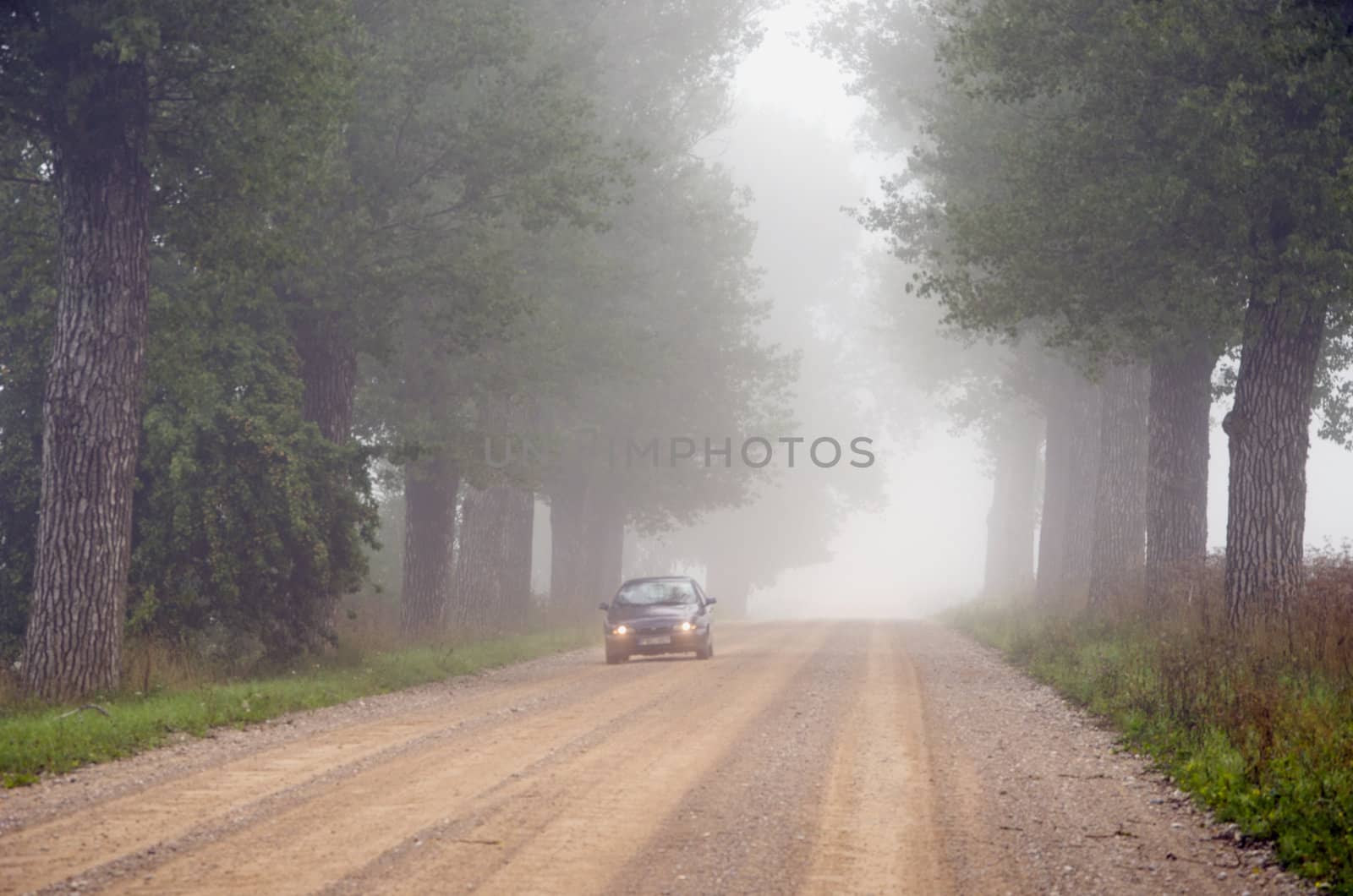 Departing in fog machine in submerged gravel avenue of old trees.