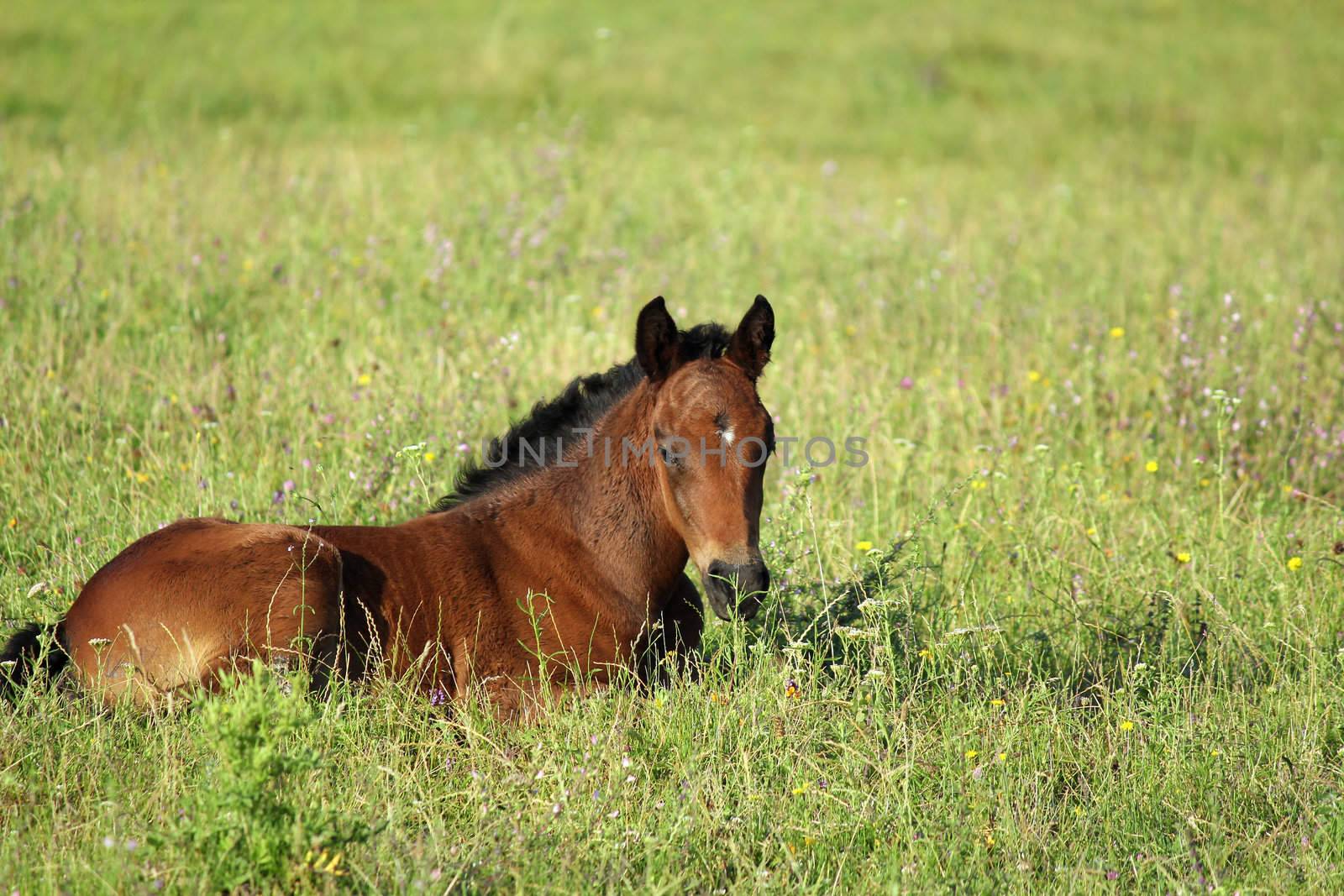 horse foal in summer pasture by goce