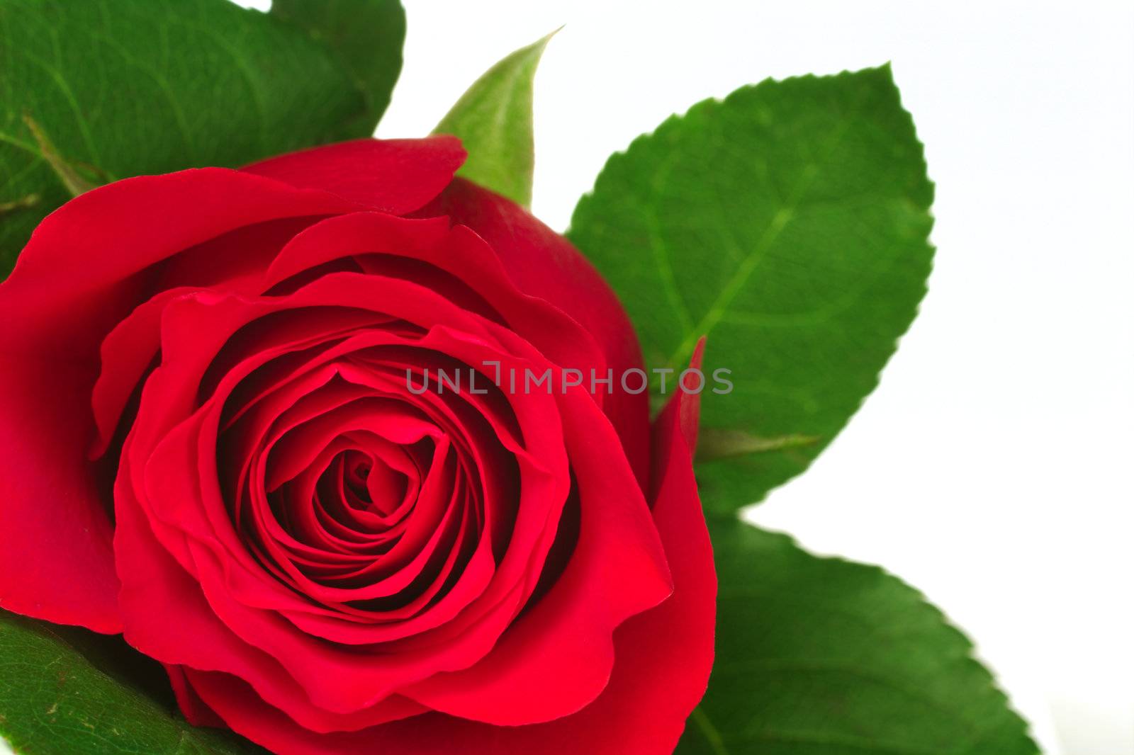 Close up of a red rose's blossom and leaves