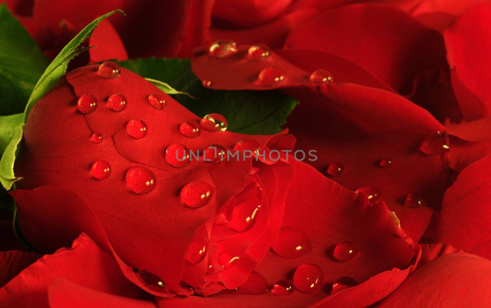 Red rose surrounded by many petals and sprinkled with waterdrops