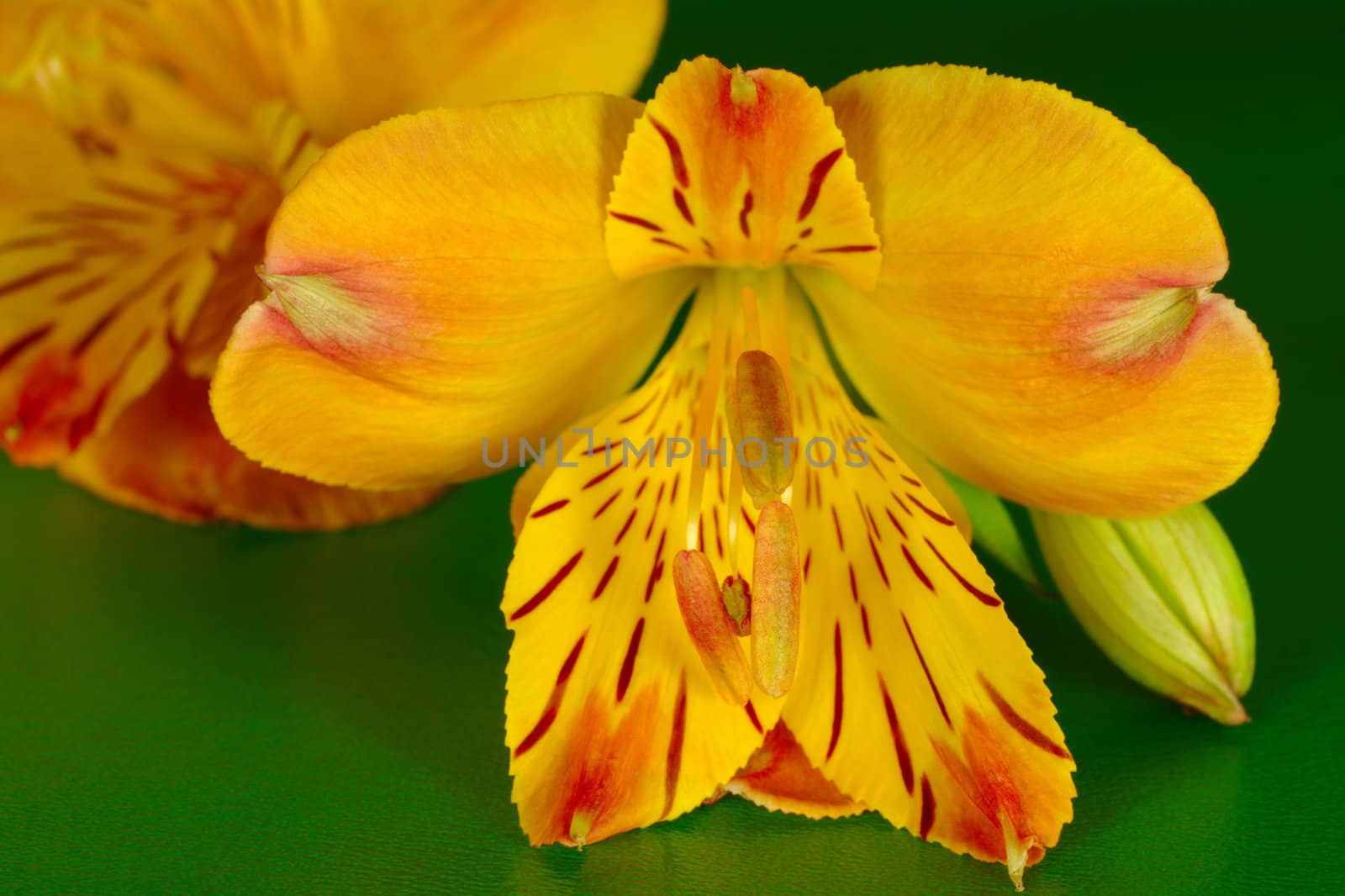 Close up shot of a red and yellow colored inca lily