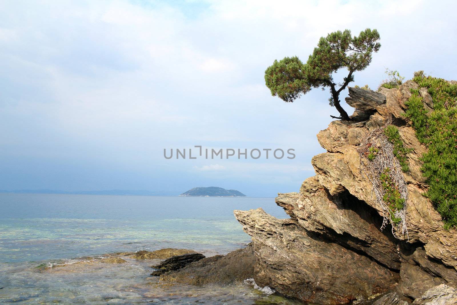pine tree on a rock by goce