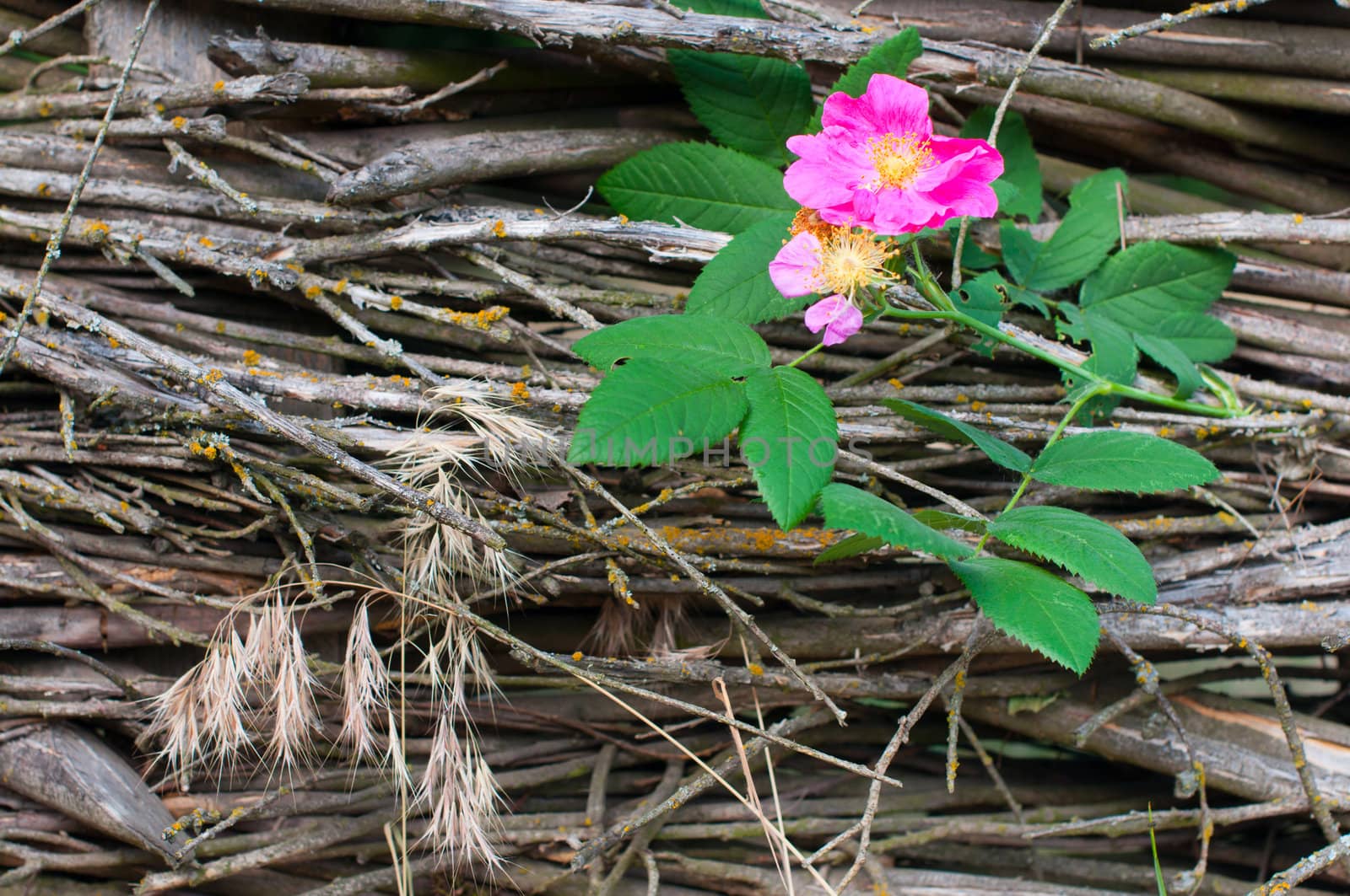 Wild rose flower close-up on the "tyn" - Ukrainian fence