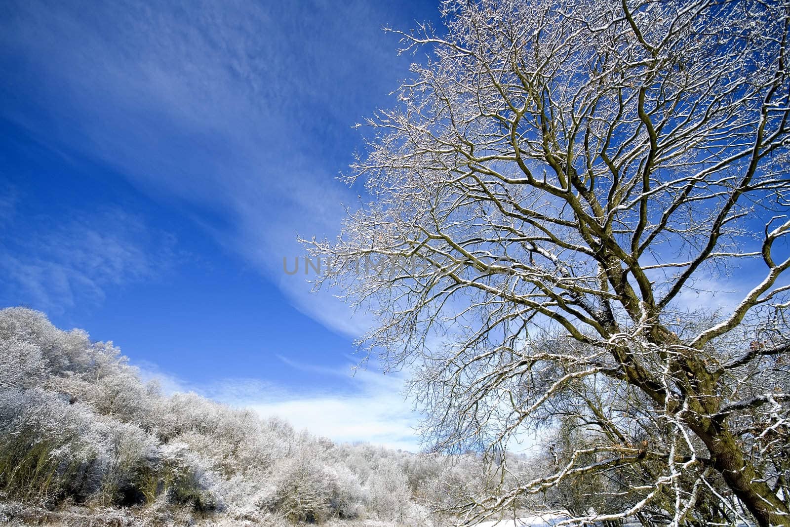 winter landscape