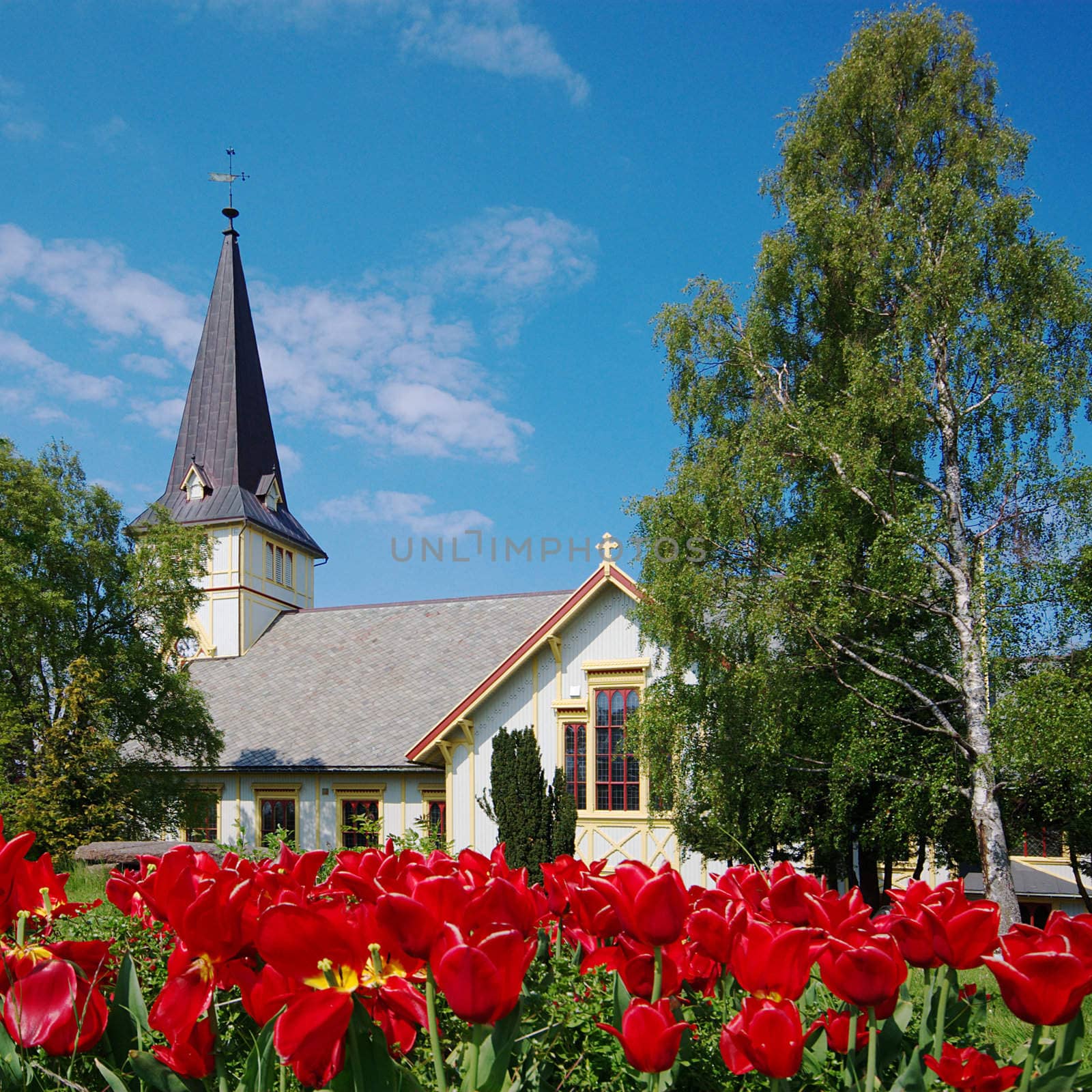 A white wooden church in Grimstad with red tulips in the foreground, in the South of Norway 
