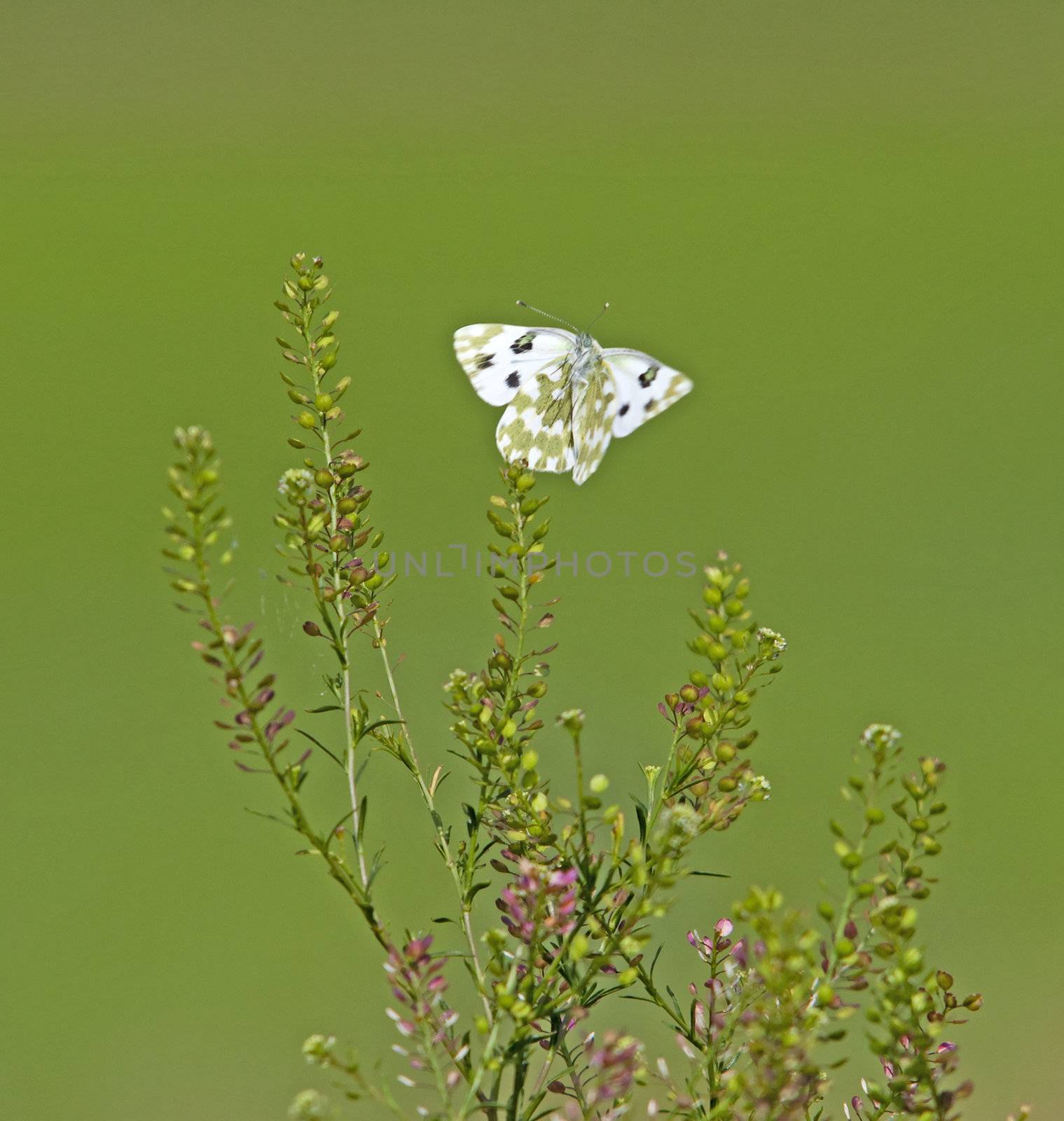 Butterfly by Koufax73