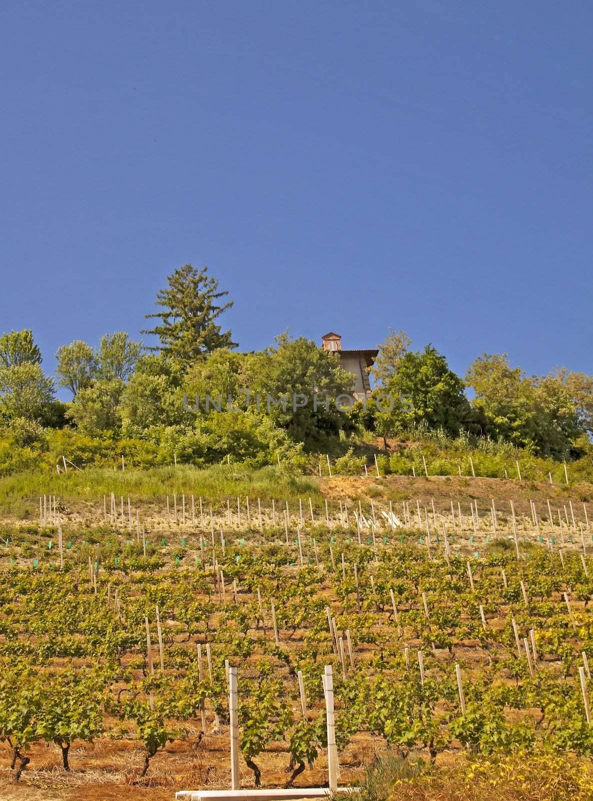 A landscape of a vineyard on a hill