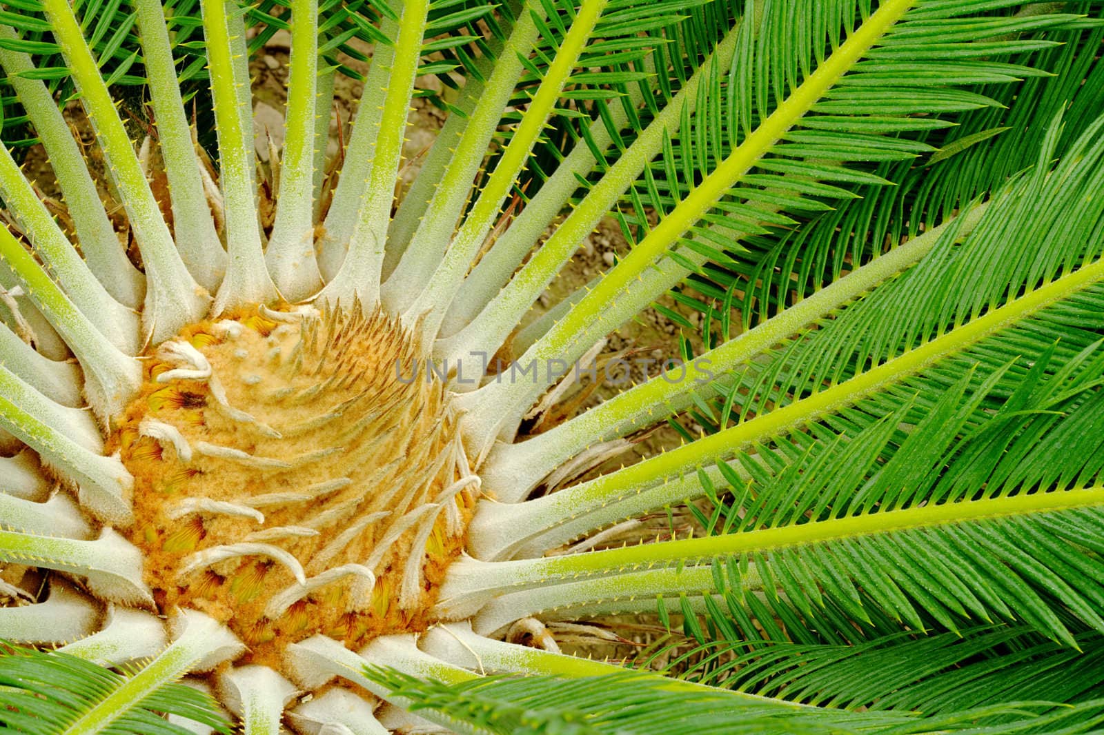 Closeup of the center of a young palmtree (Selective Focus)