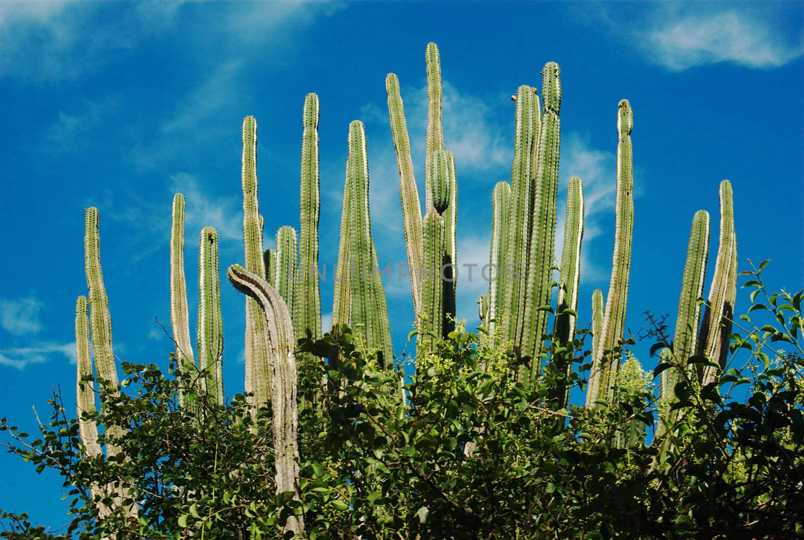 Cacti and Blue Sky by ildi