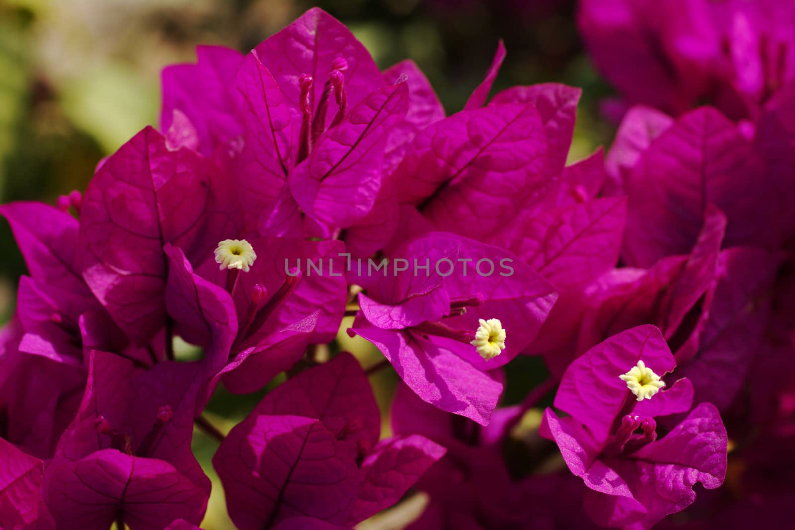 Purple Bougainvillae in blossom (Selective Focus)