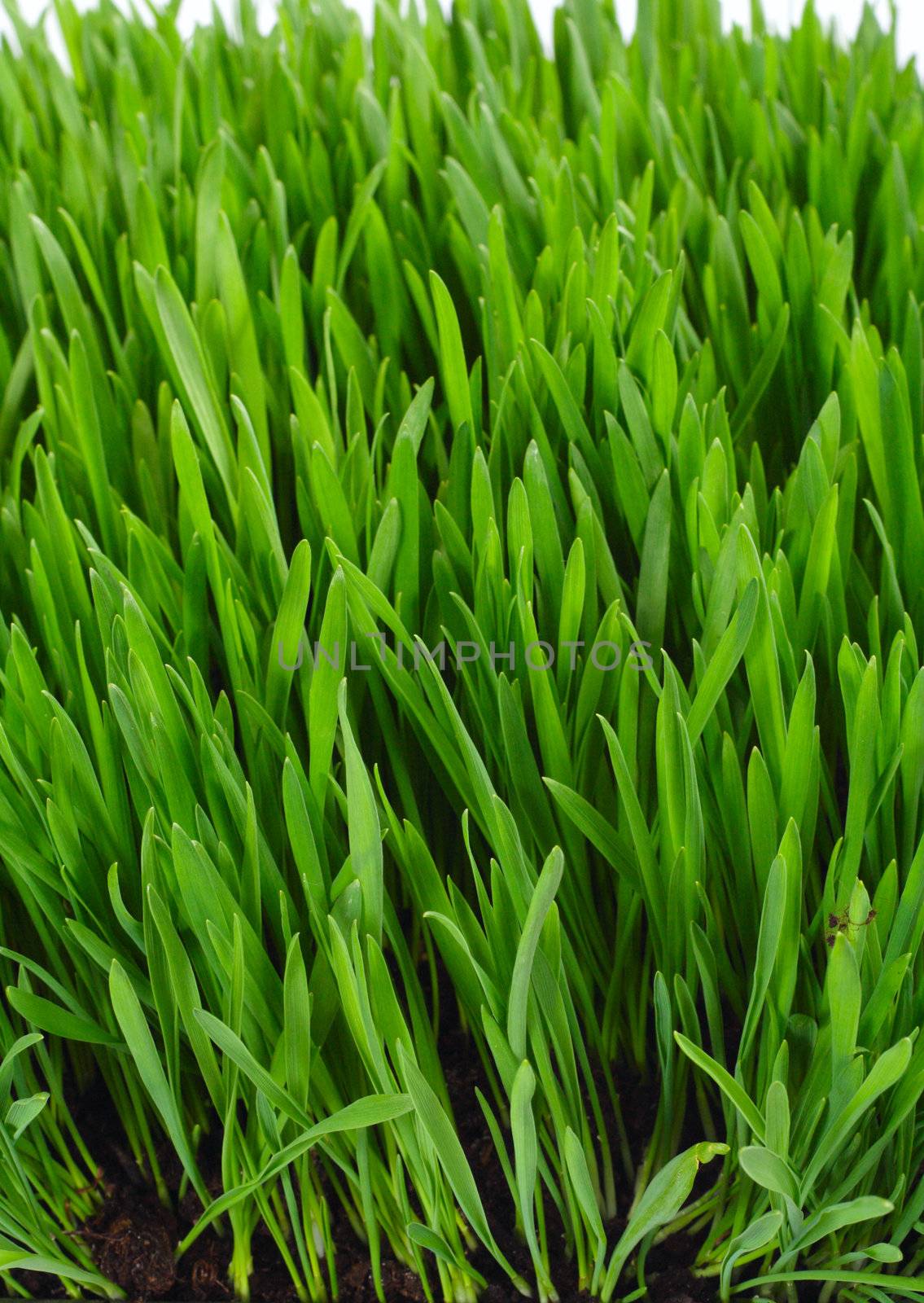 Long blades of green wheat grass in eary Spring