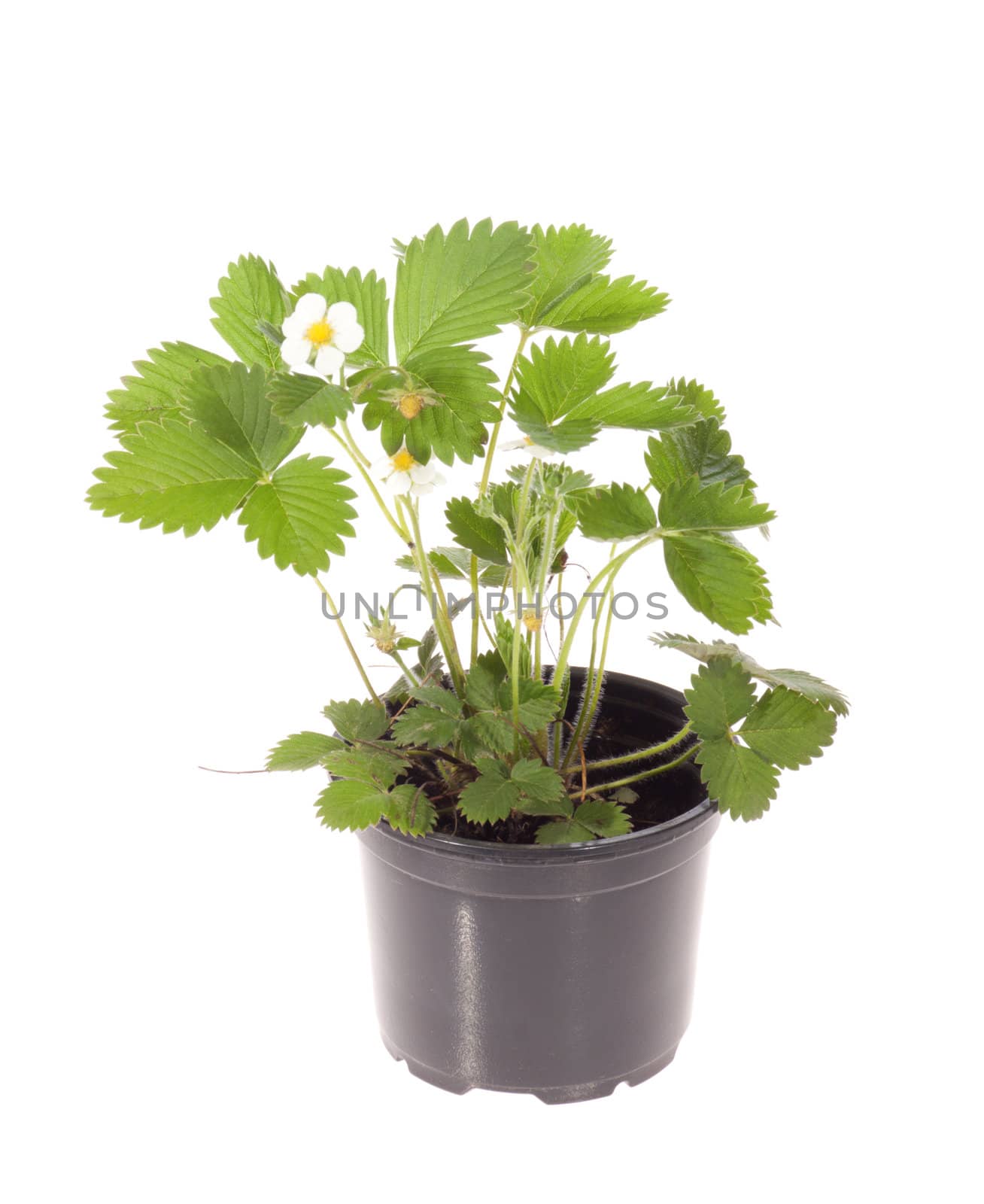 Strawberry flower and leaves isolated on white