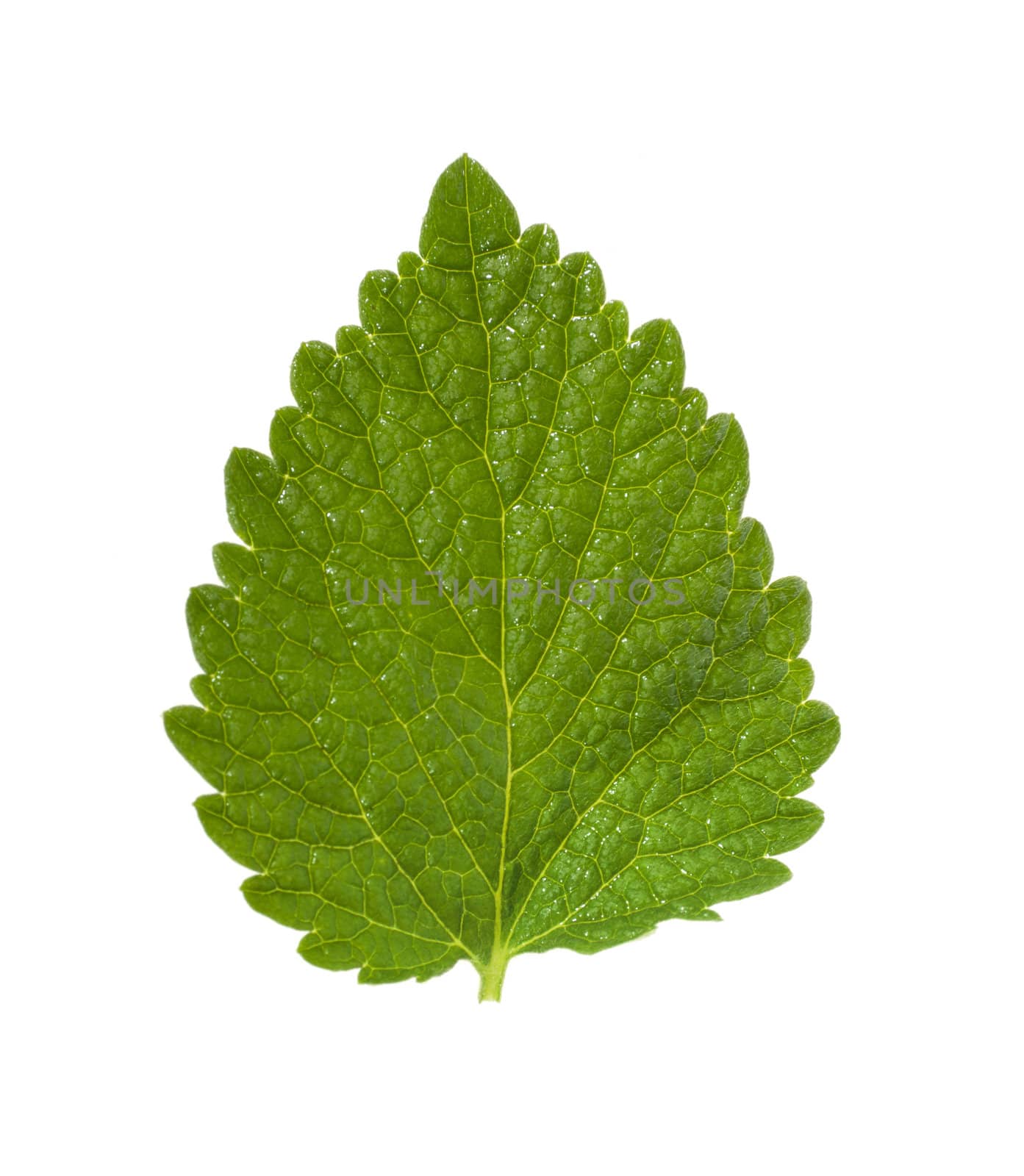 Deadnettle leaf isolated on a white 