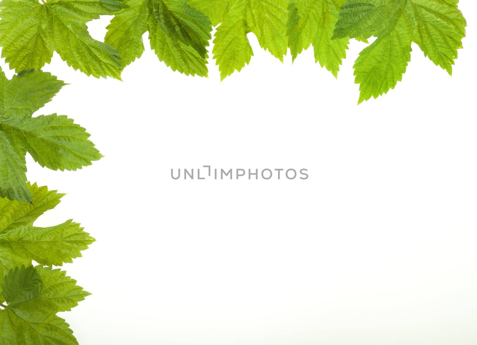 Fresh leaves of wild grape isolated on white 