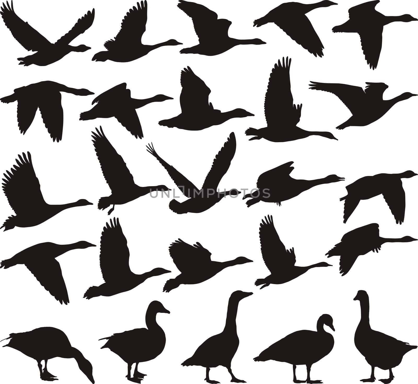 Silhouette geese, black and white vector illustration