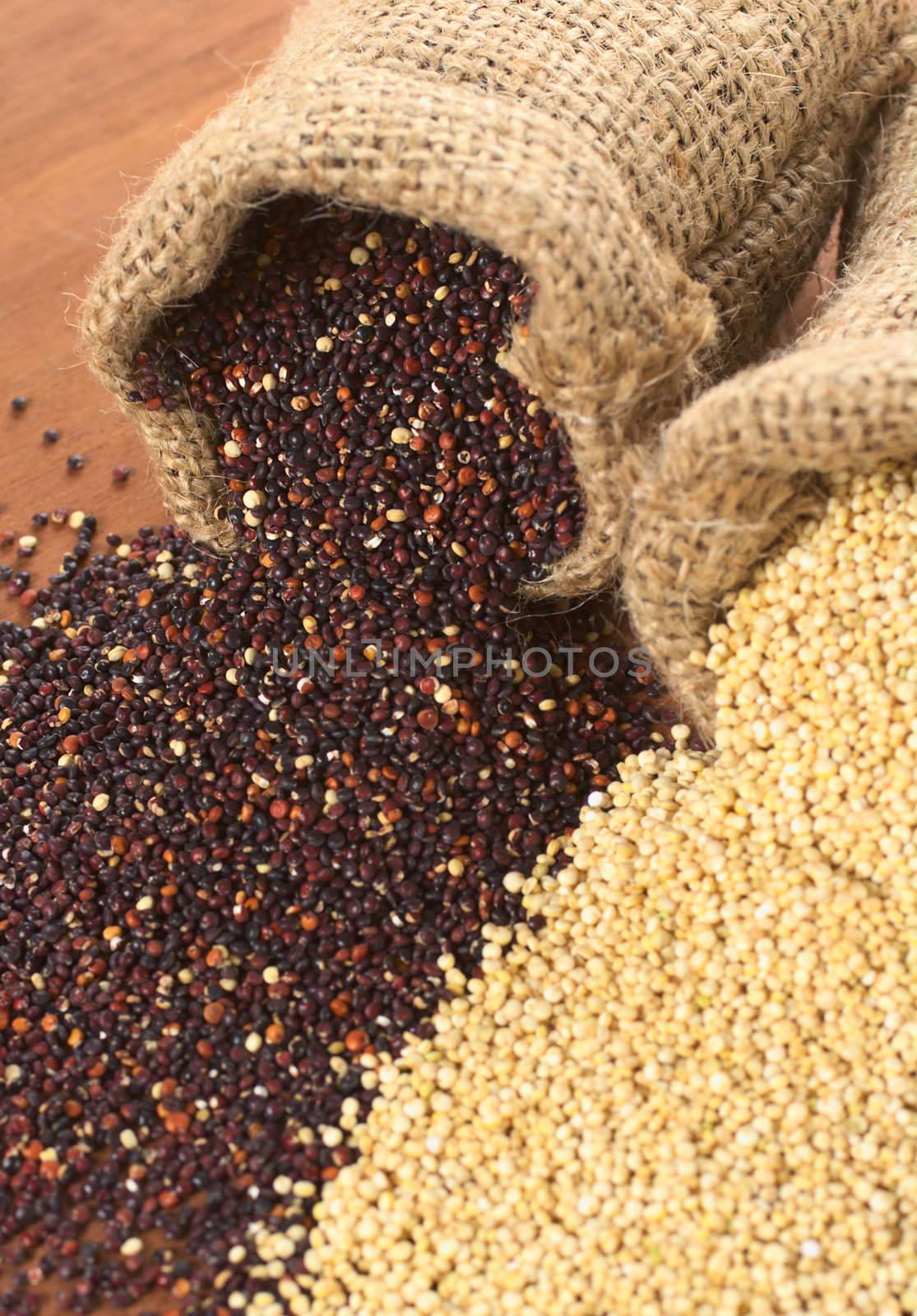Raw red and white quinoa grains in jute sack on wood. Quinoa is grown in the Andes region  and has a high protein content and a high nutritional value (Selective Focus, Focus on the red quinoa grains at the sack opening)