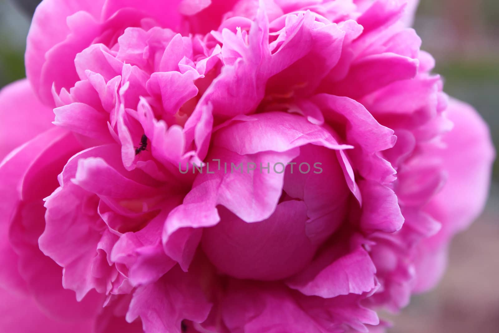 pink peony flower and murov